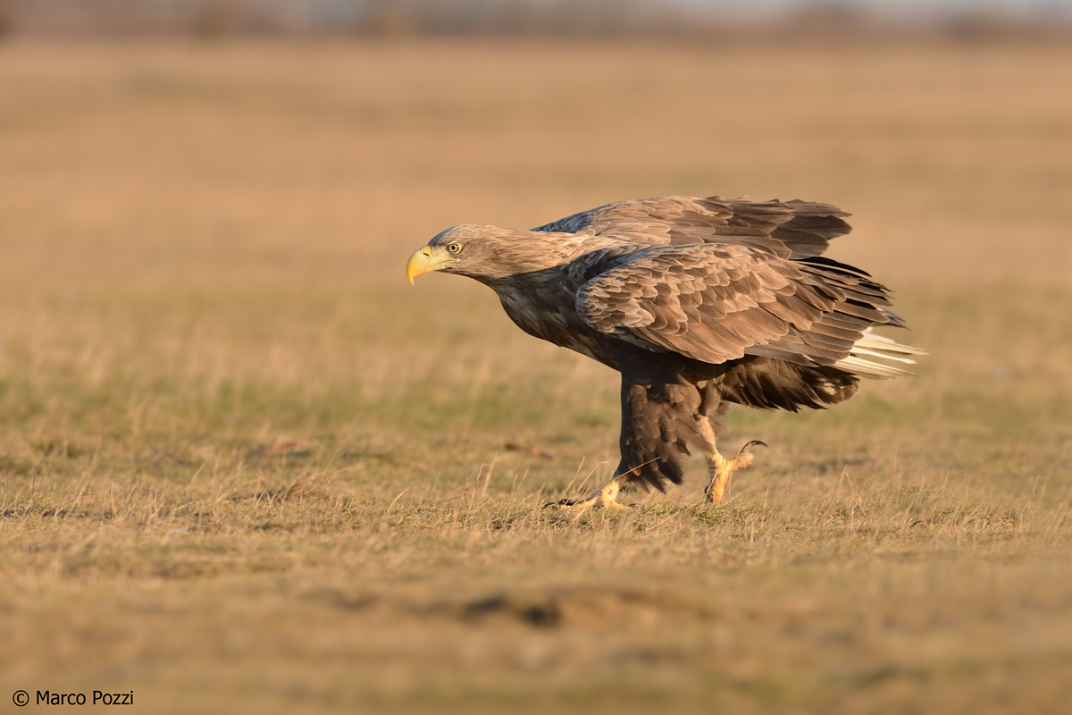 eagle at sunset