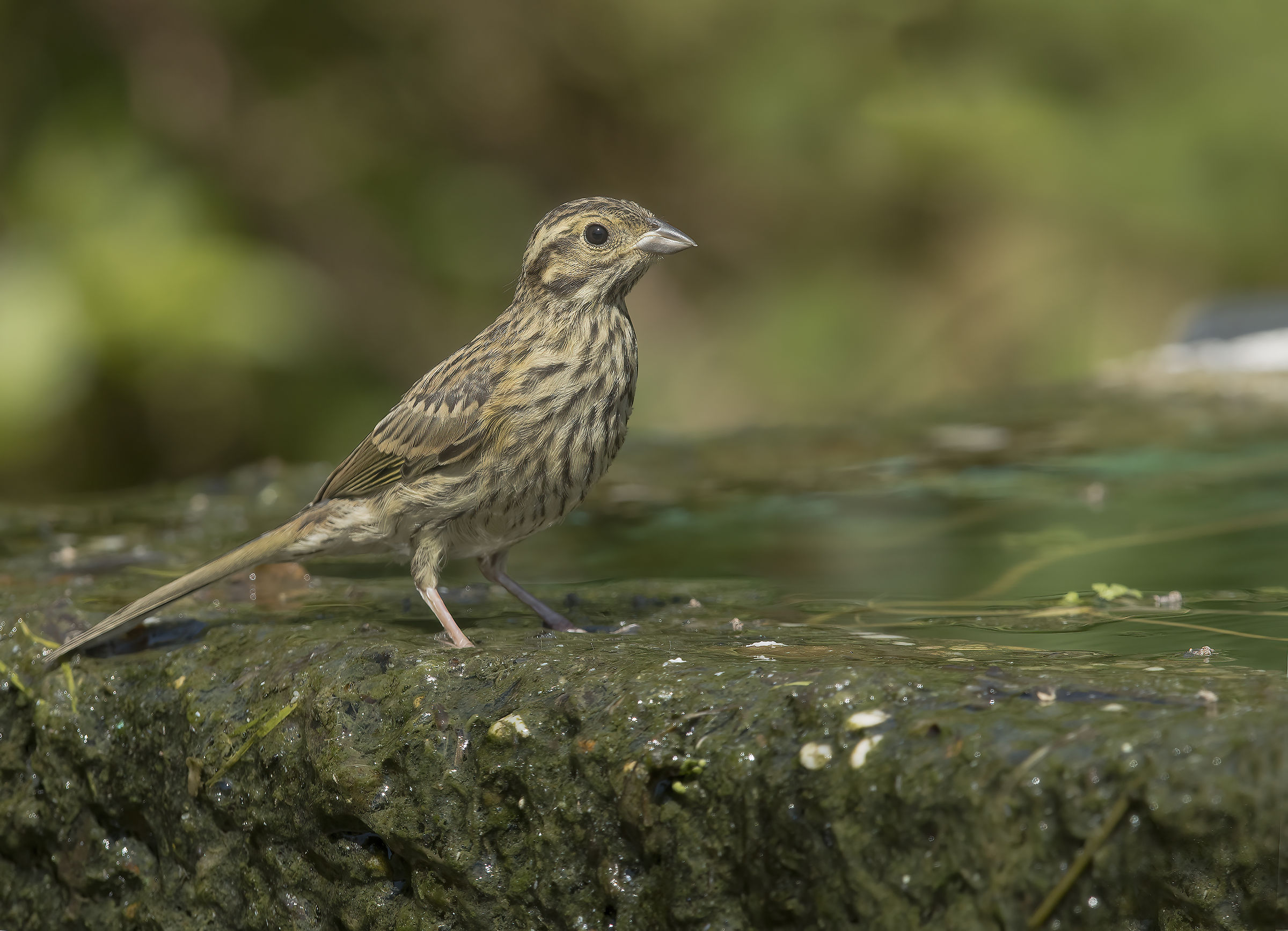 Black Bunting