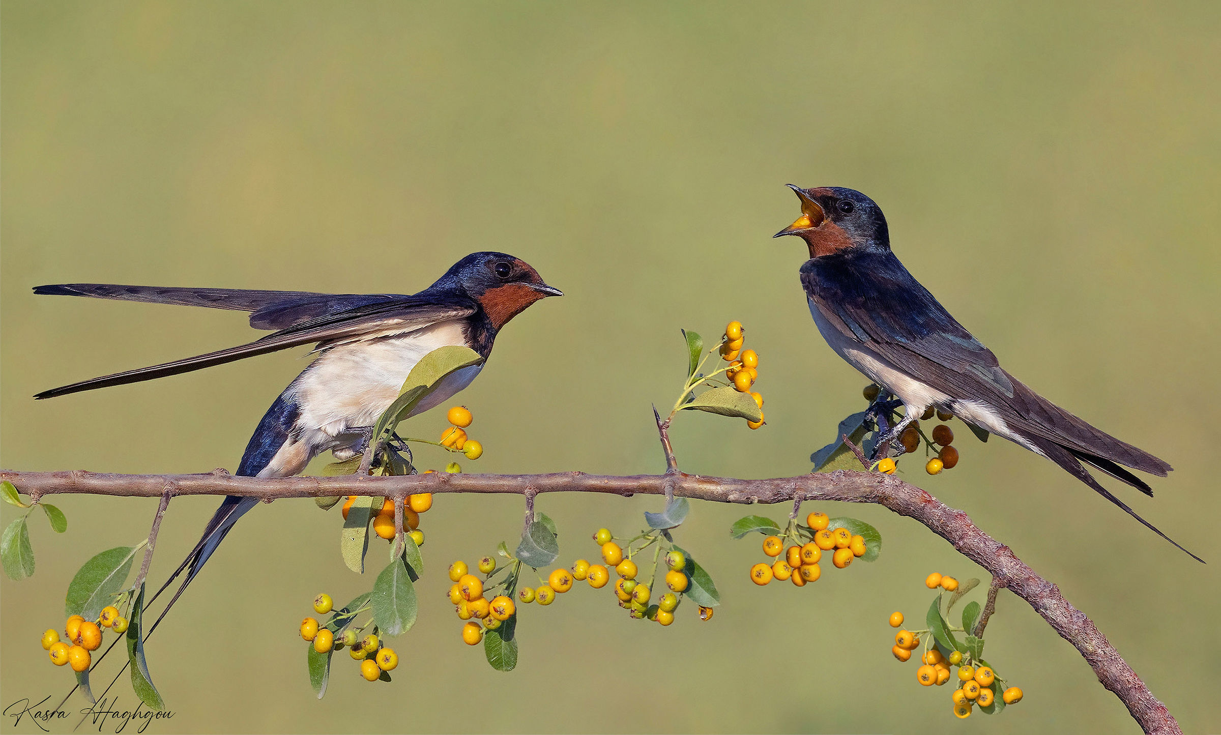 Barn Swallow