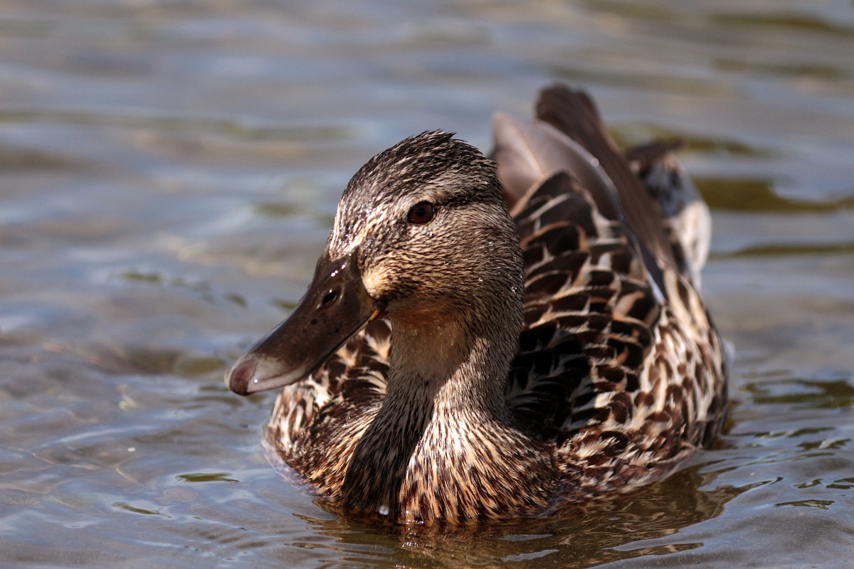 Female mallard