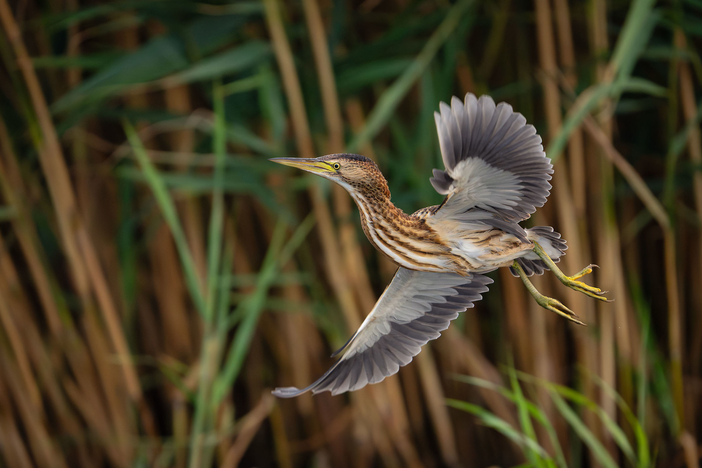 Giovane tarabusino in volo nel canneto