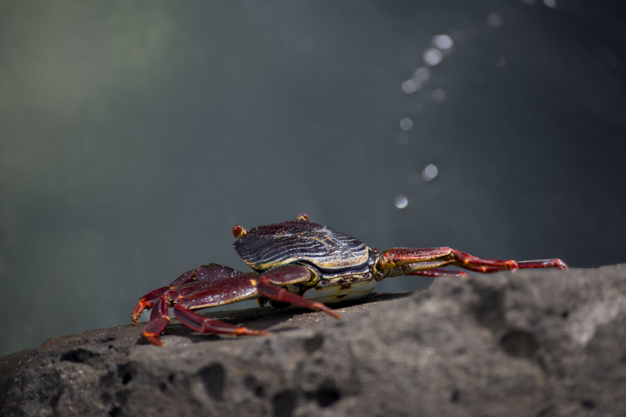 Crab in Belle Mar, Mauritius