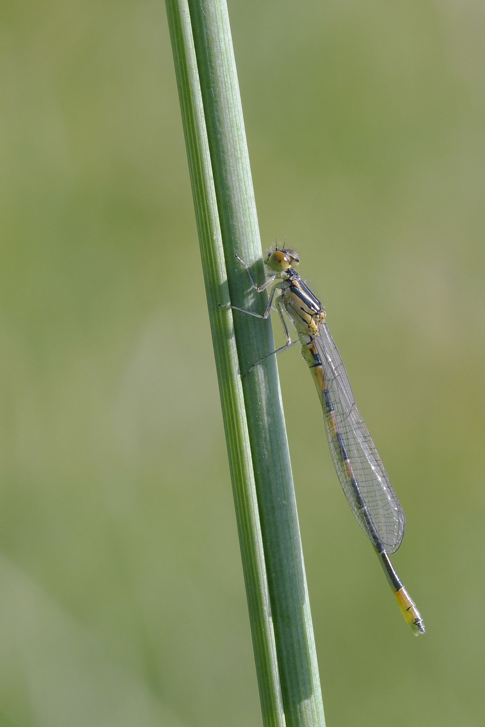 Common Blues (Coenagrion puella)