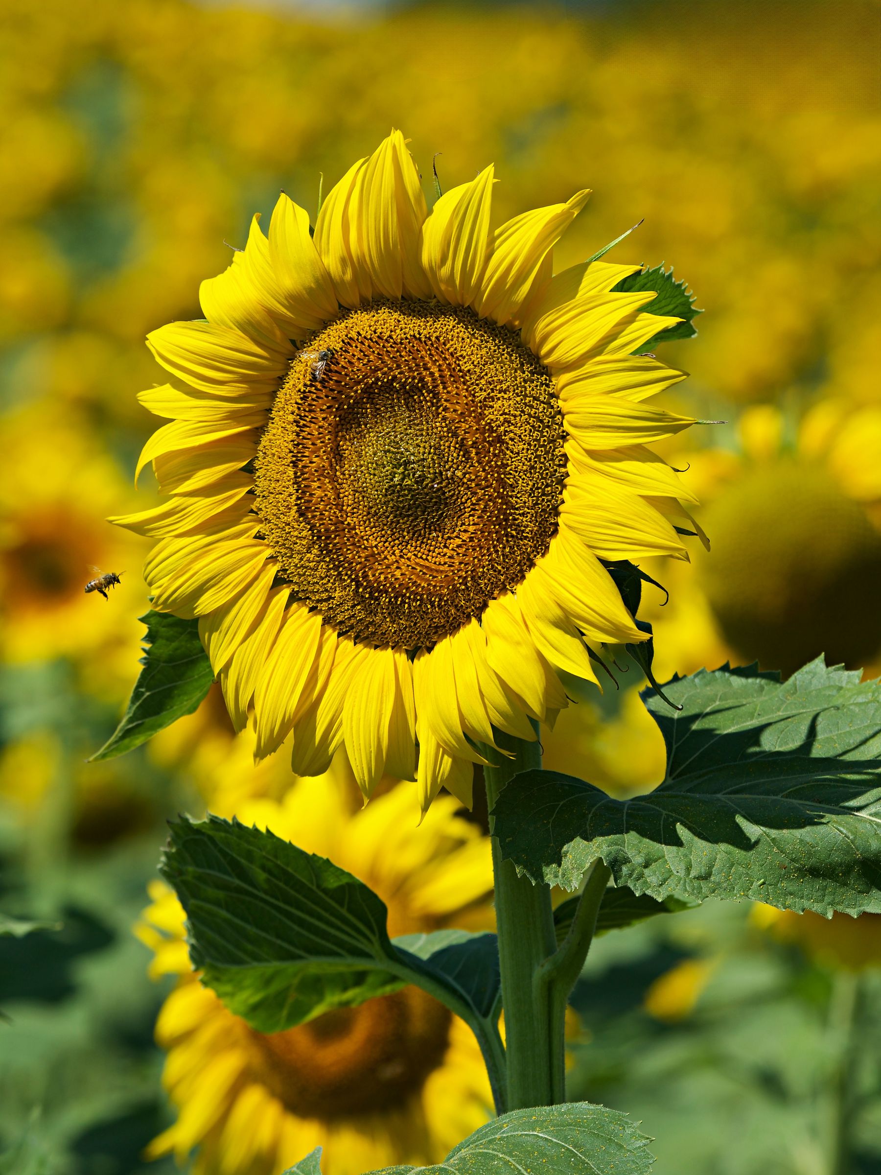 Girasole