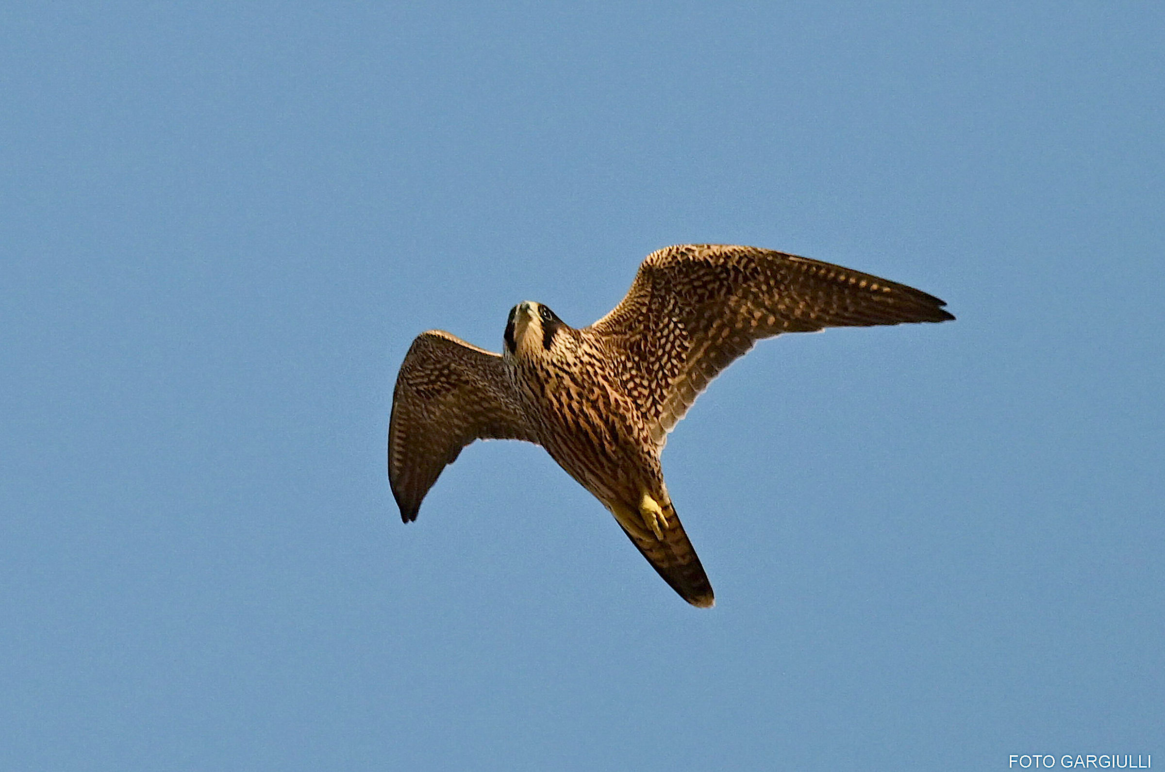 Falco pellegrino