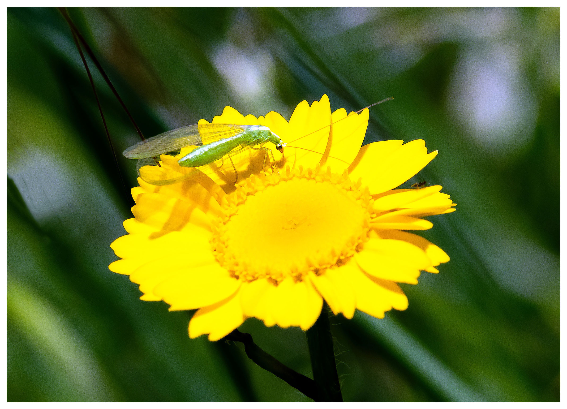 Falena Dorata...