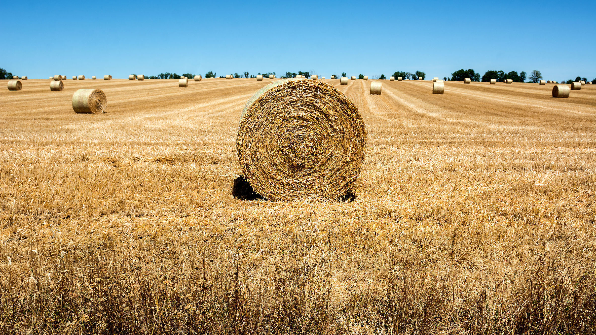 The golden field