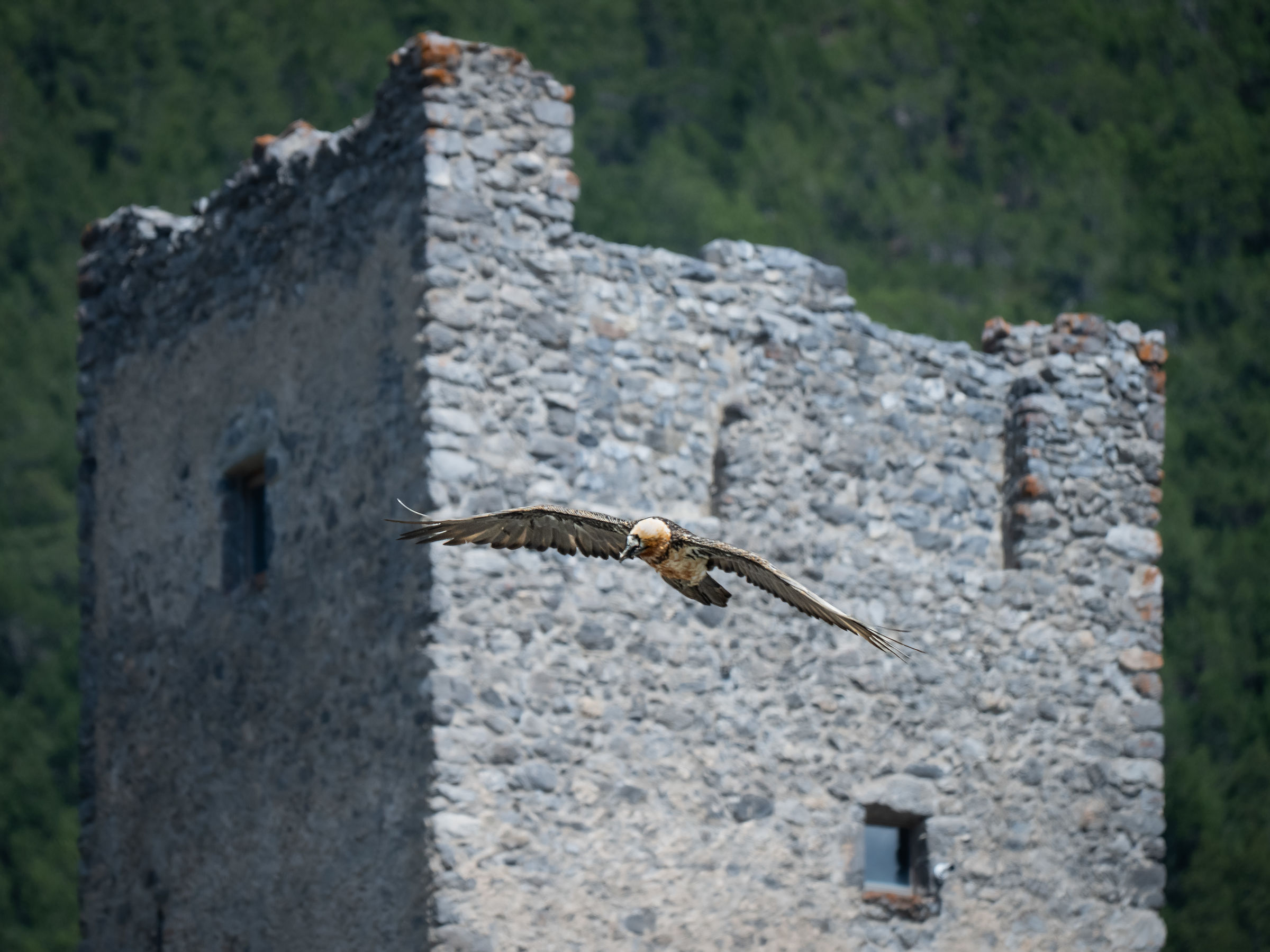 The Tower Guardian
