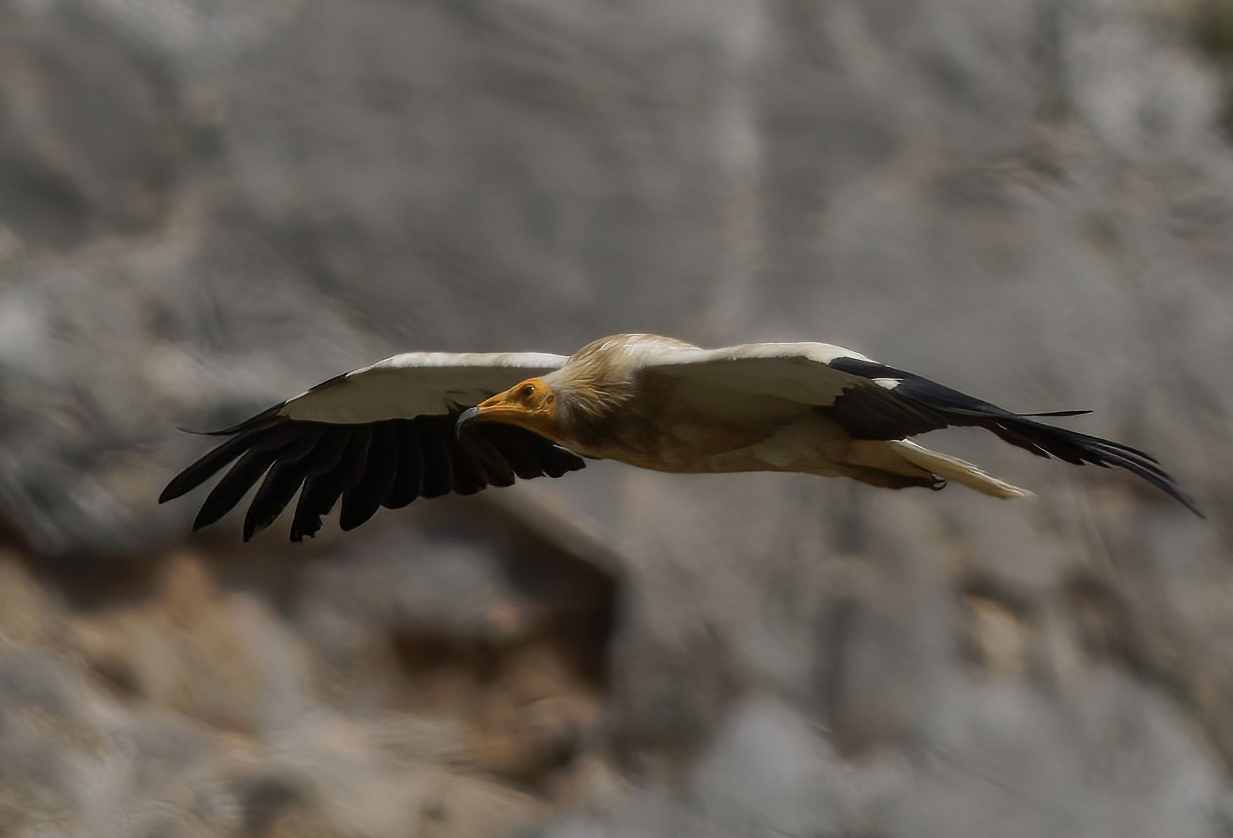 Egyptian vulture