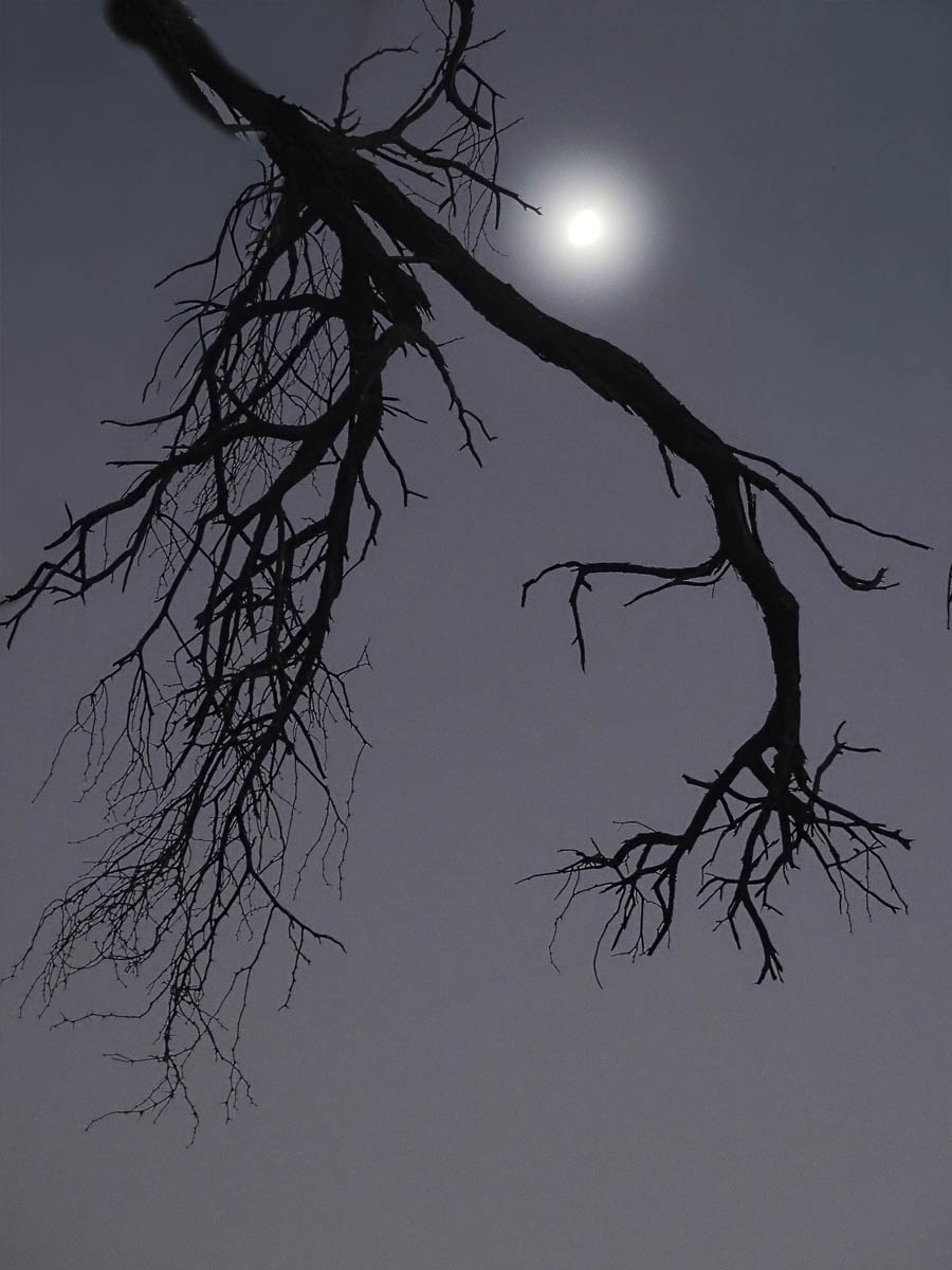 la luna dei predatori...