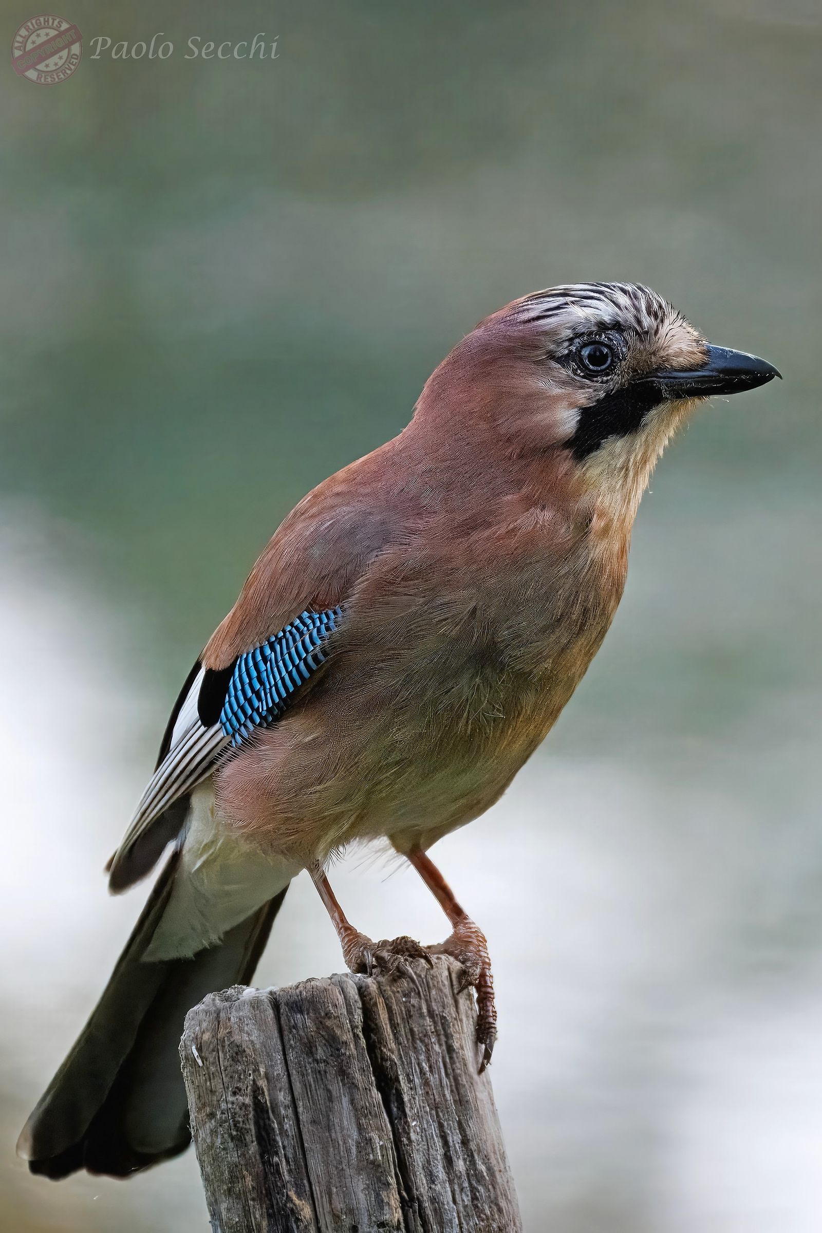 Portrait of jay