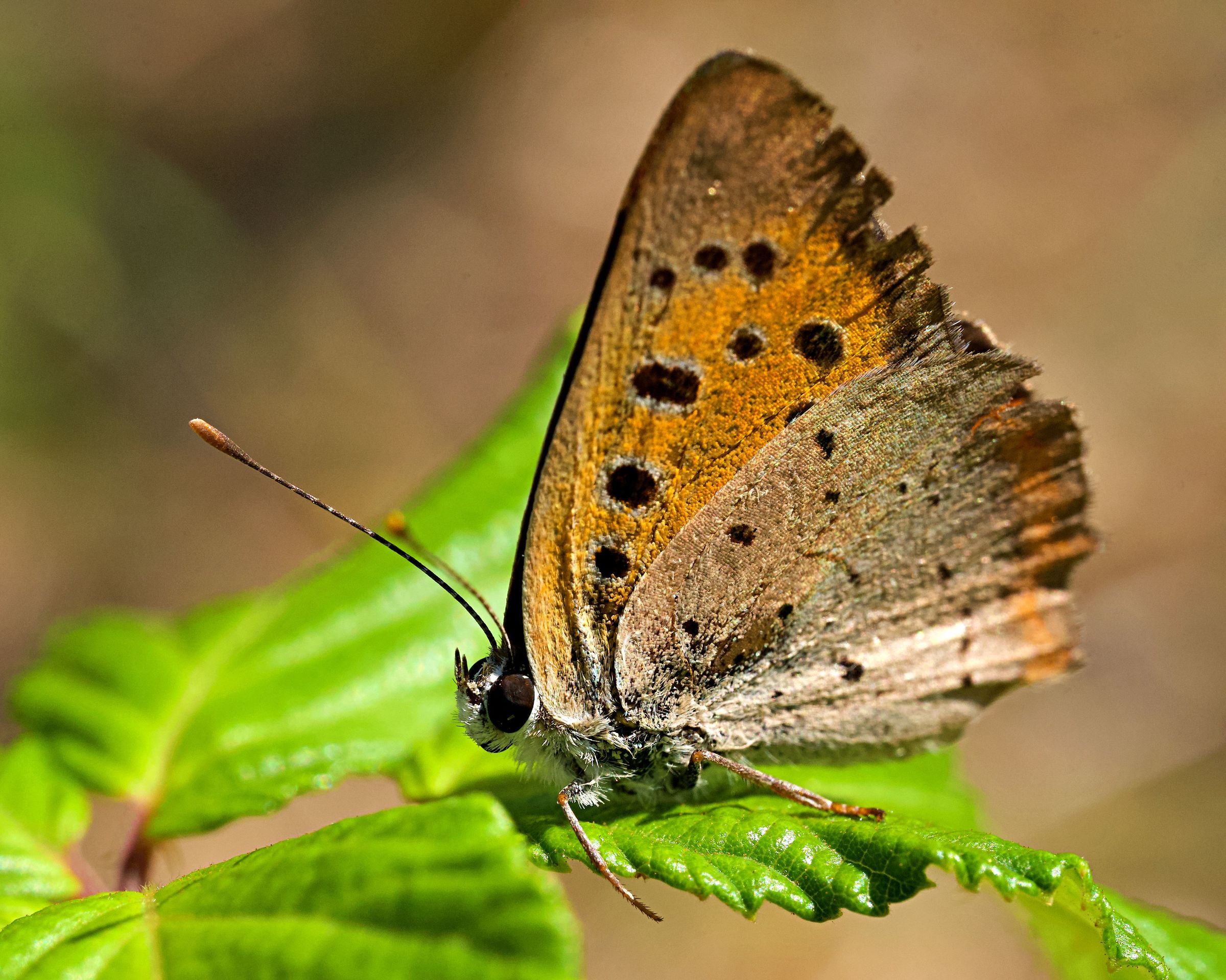 Lycaena phlaes "Argo bronzeo"