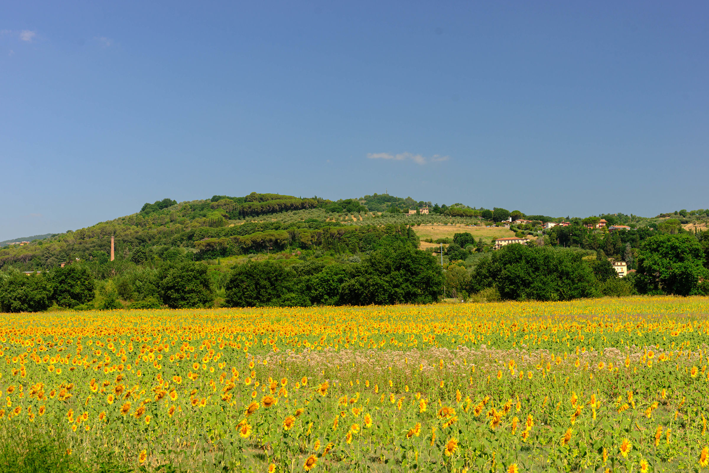 Girasoli