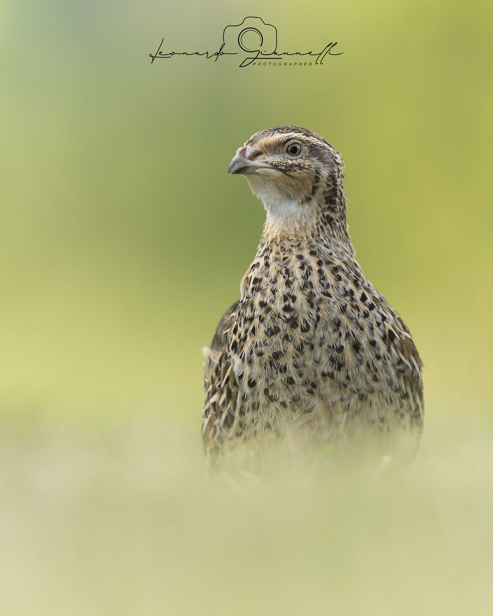 Common Quail (Coturnix coturnix)