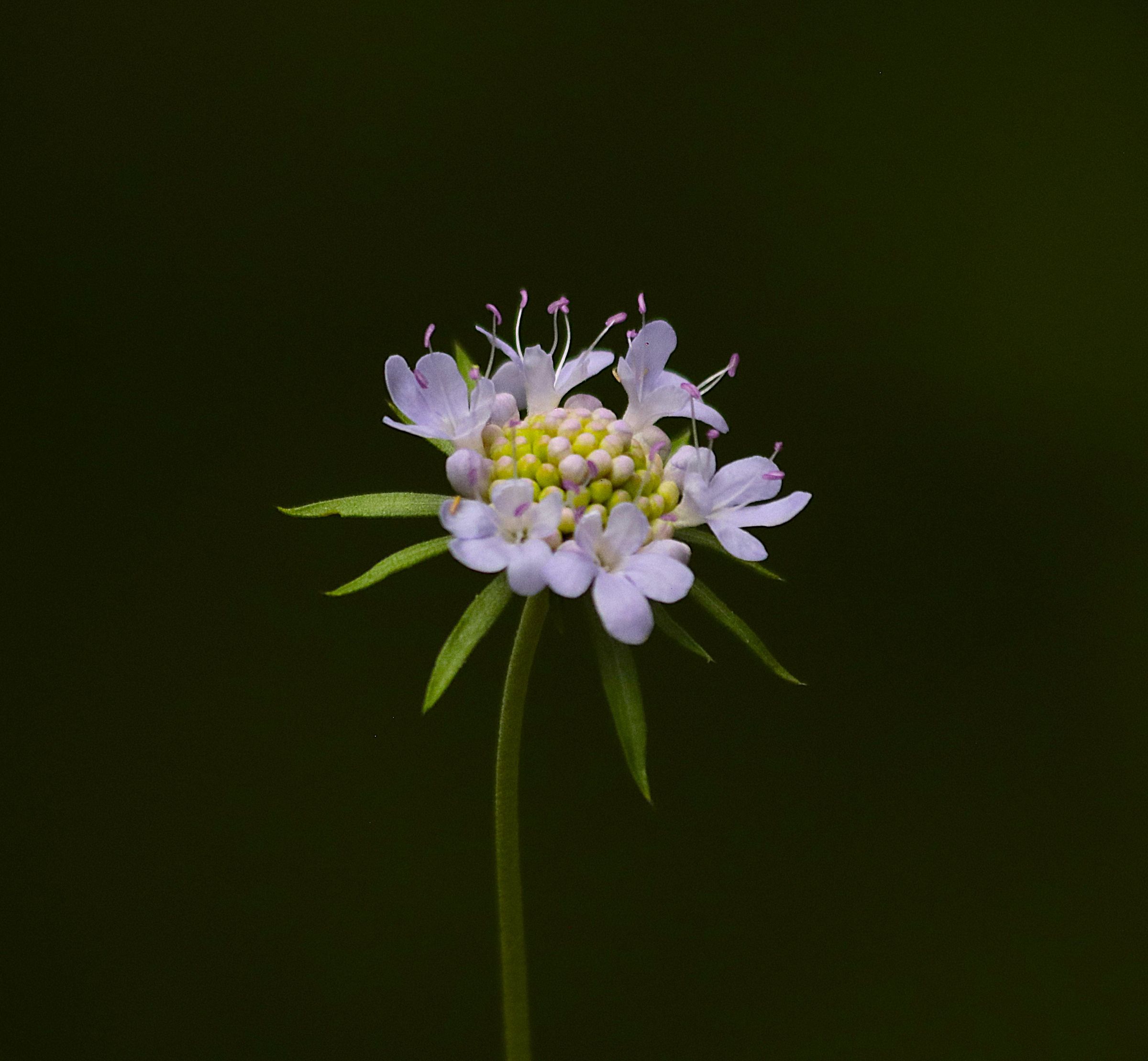 Scabiosa atropurpurea