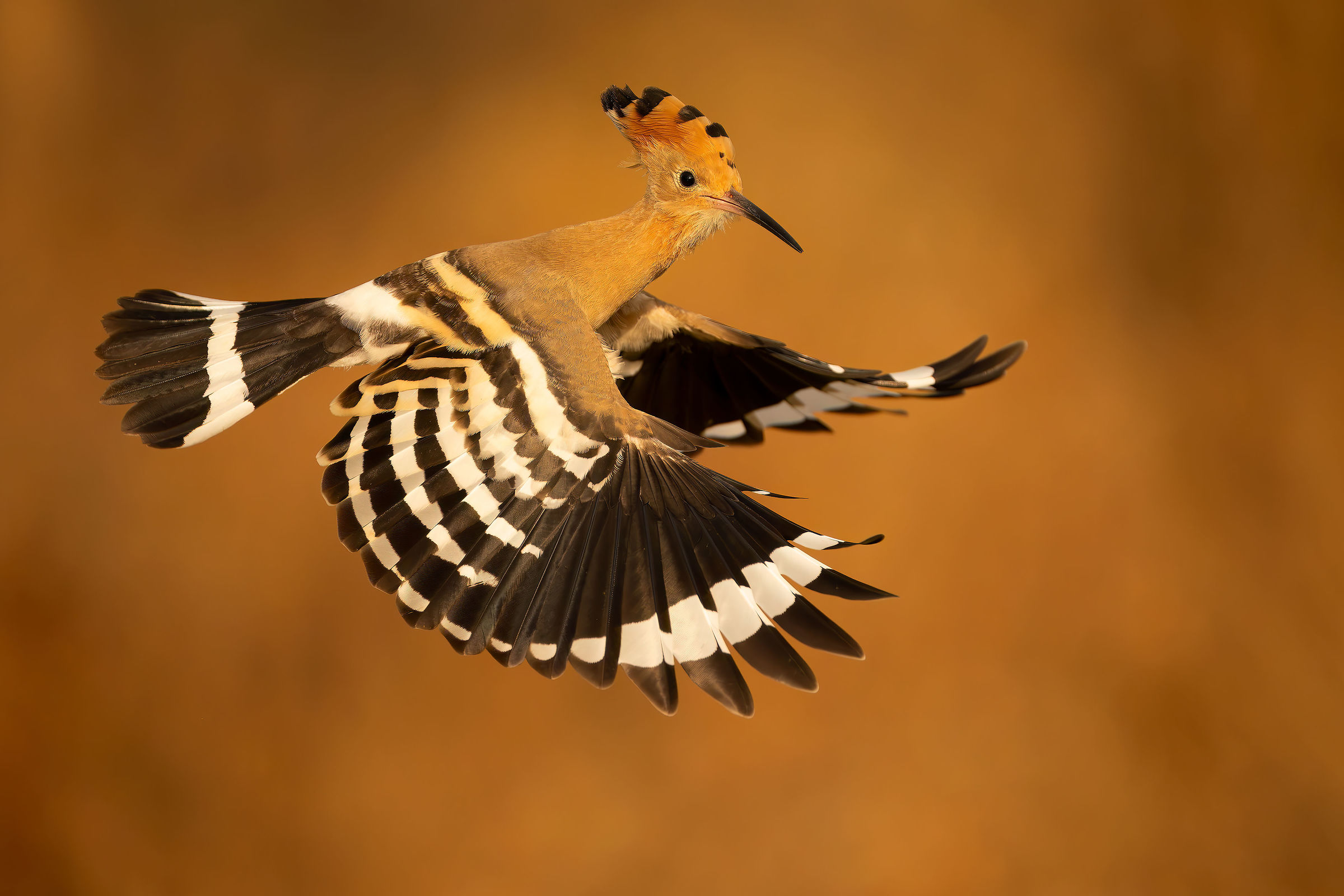 hoopoe