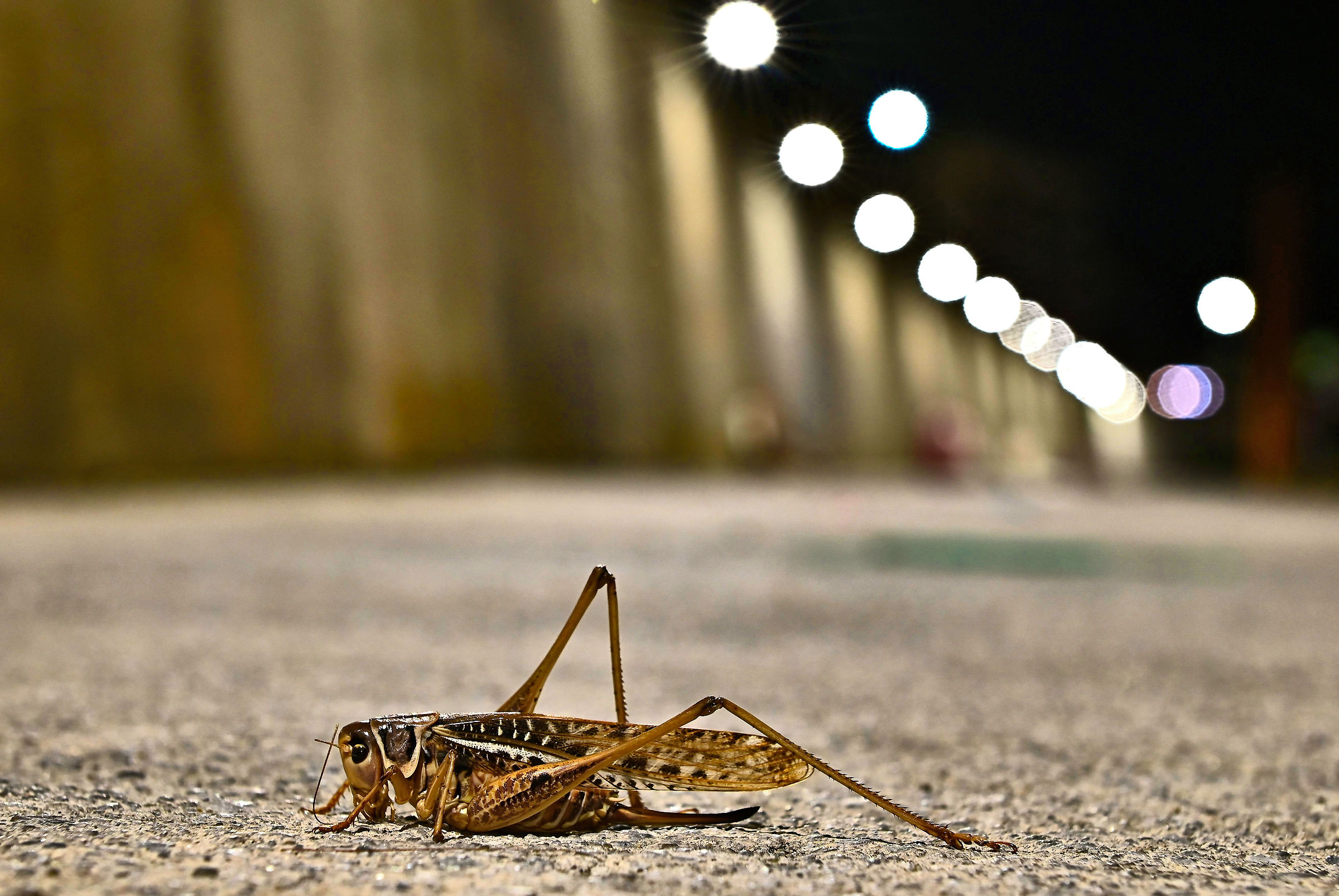 Grillo di città