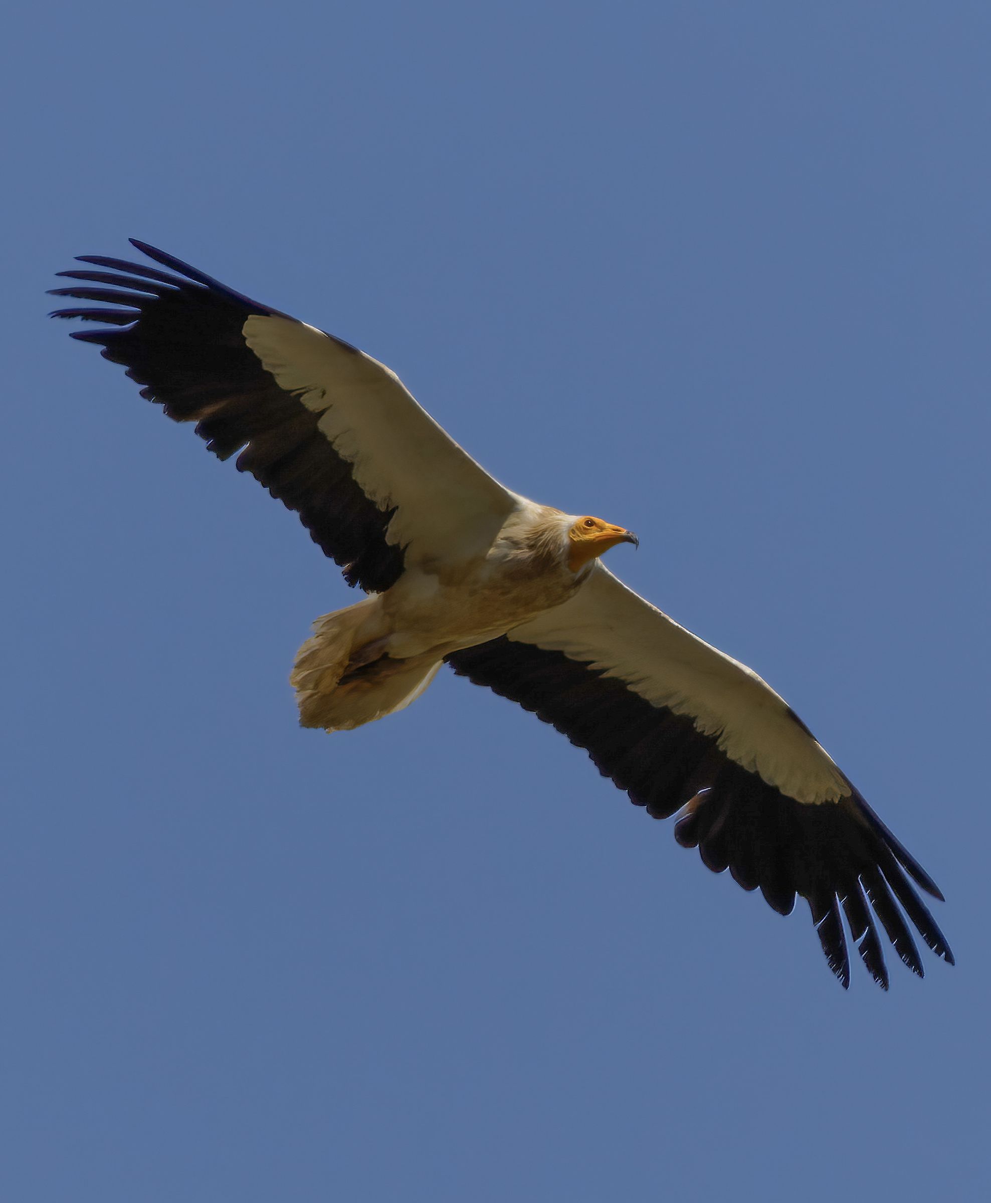 Egyptian vulture