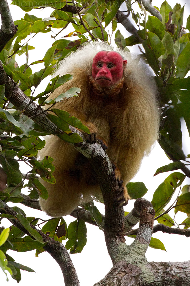 The White Ghost of the Amazon 2