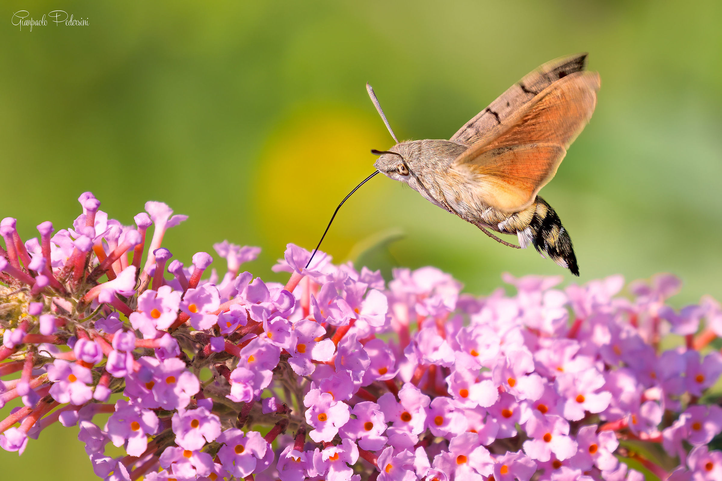 Galium Sphinx on Buddleja