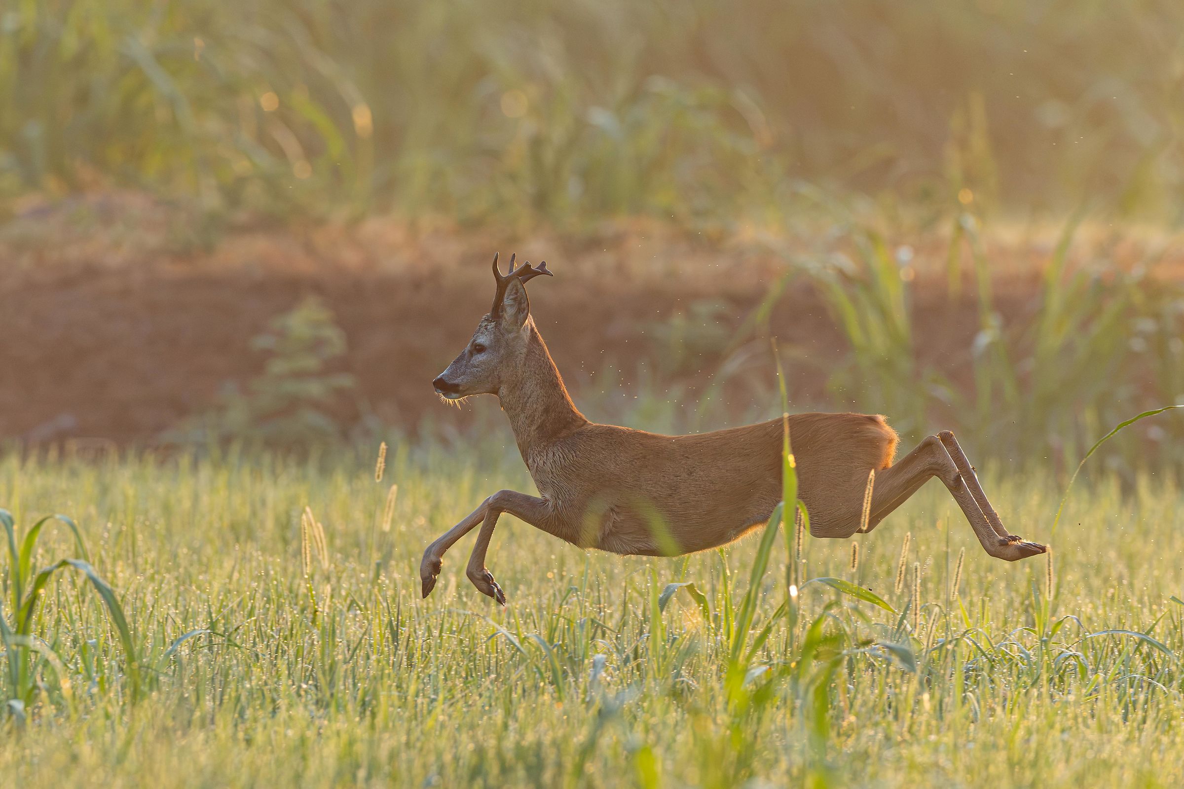 roe deer
