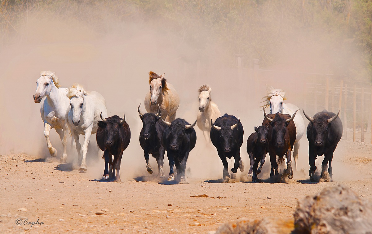 camargue