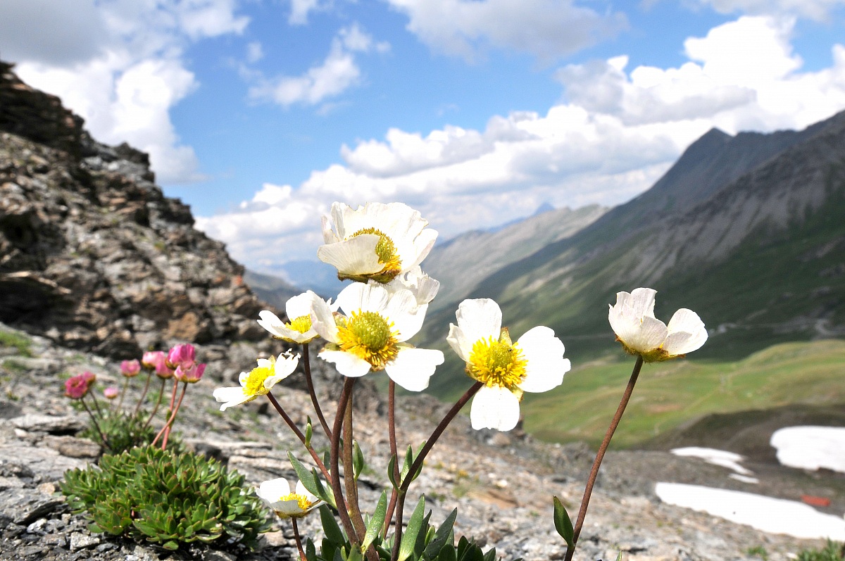 Fiori di montagna