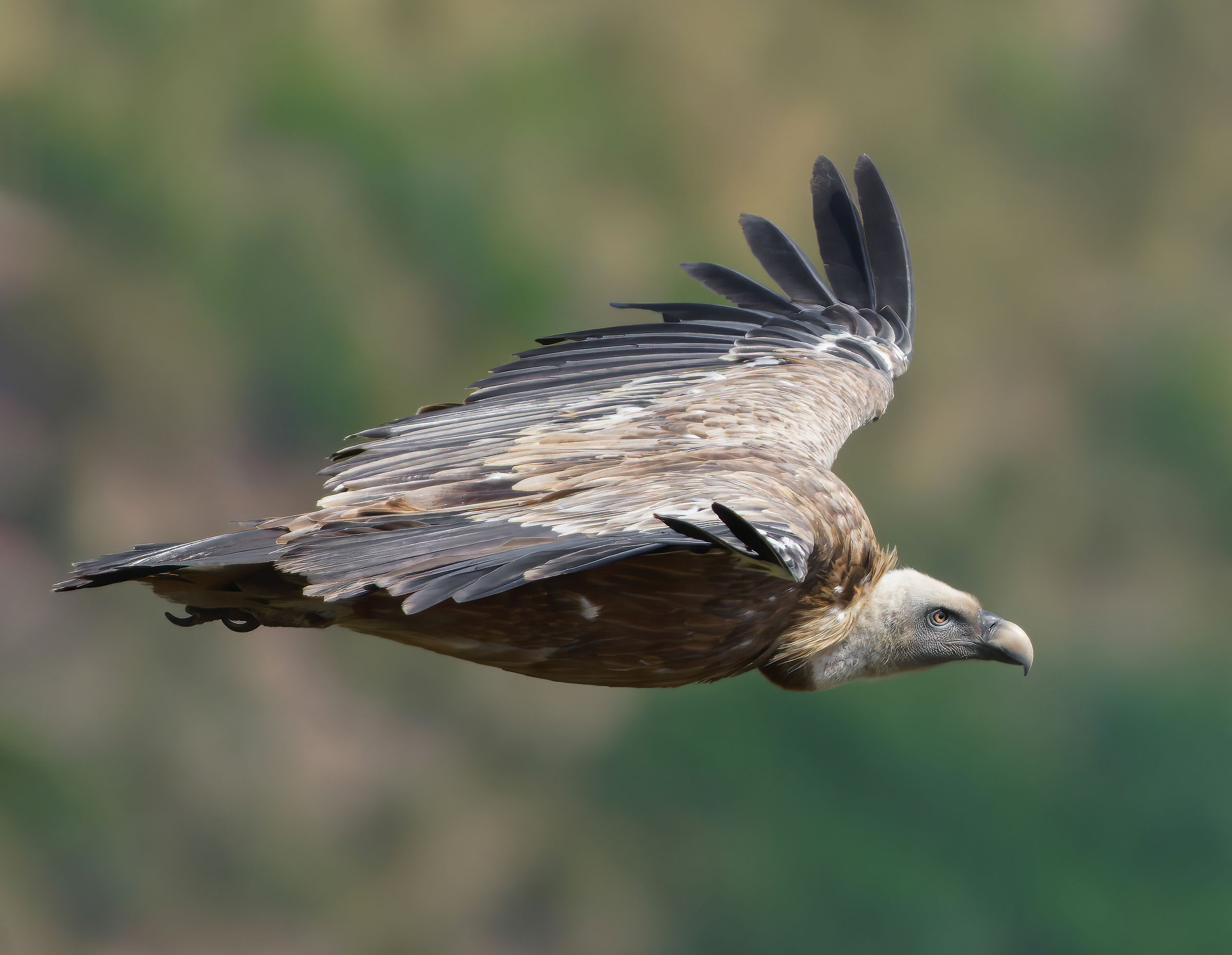 Griffin