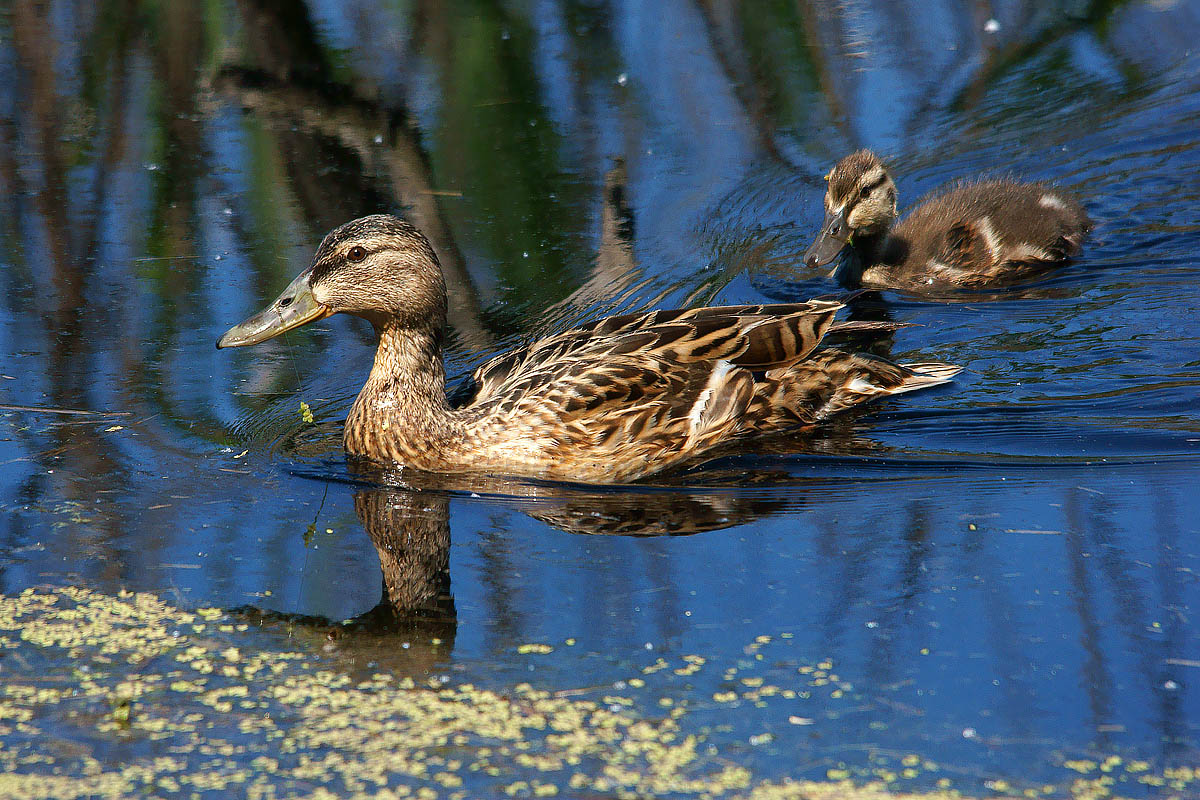 A walk with the small