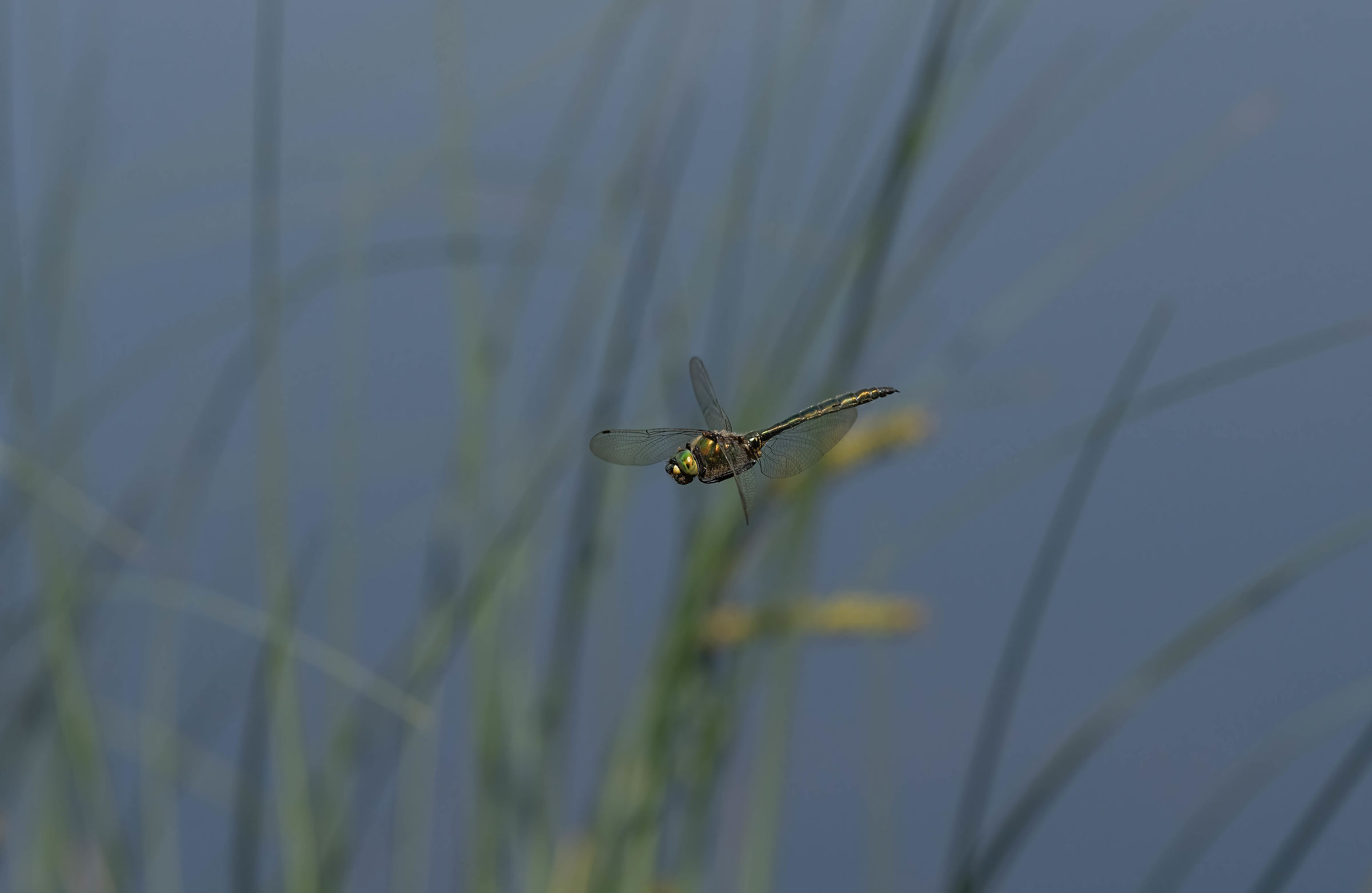 Brillante Libellula di Smeraldo