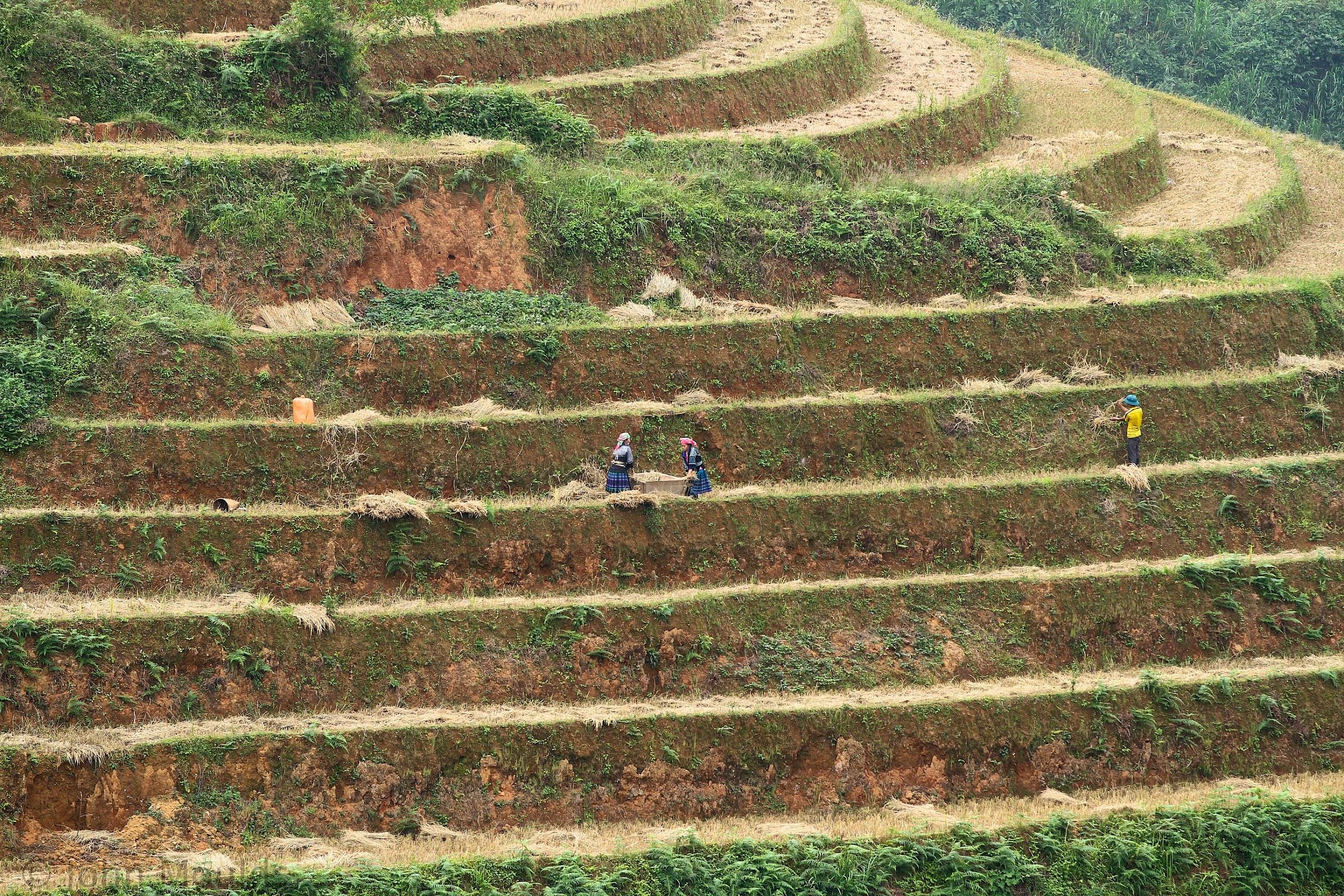 Mu Cang Chai campi di riso, Vn ...