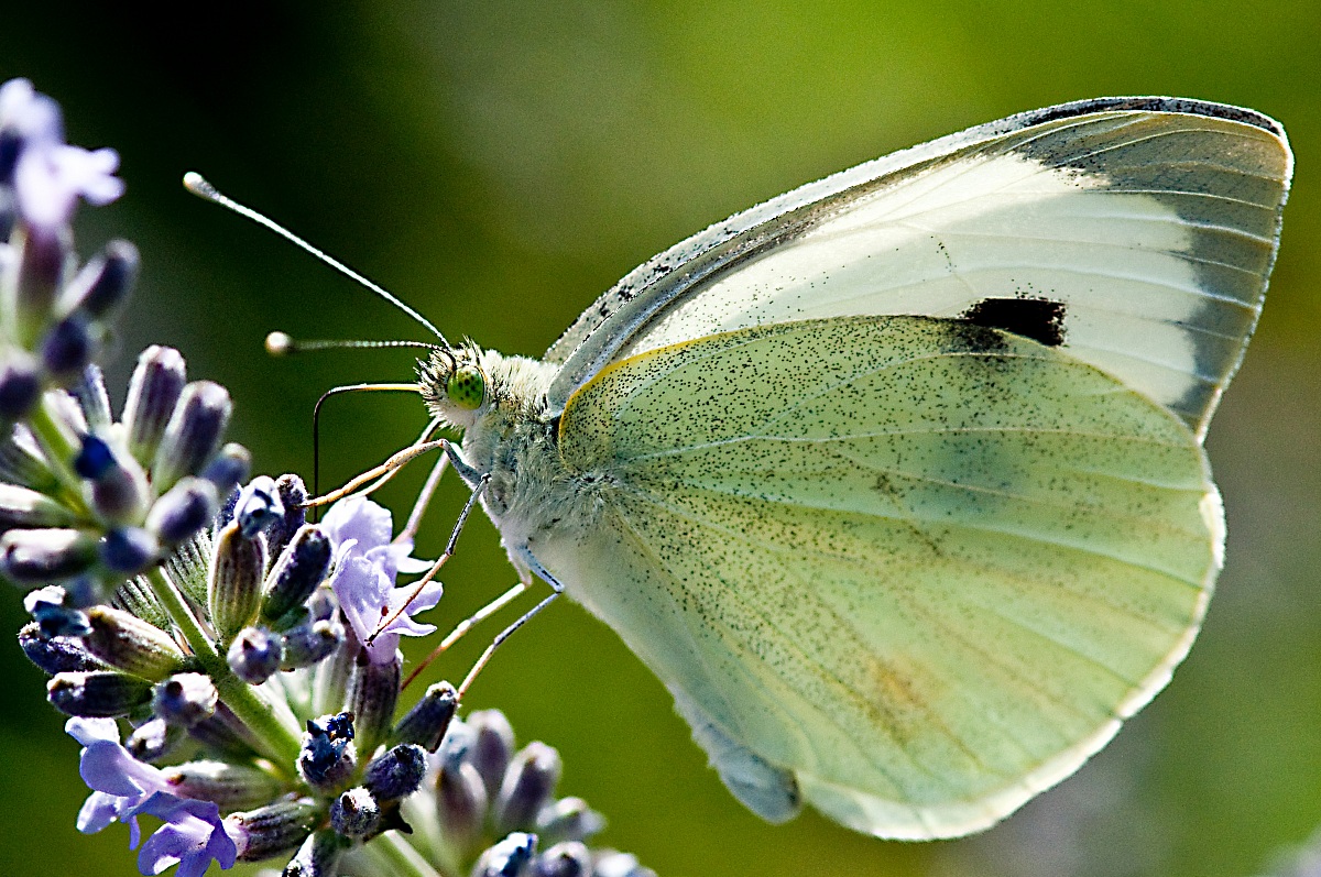 Pieris rapae