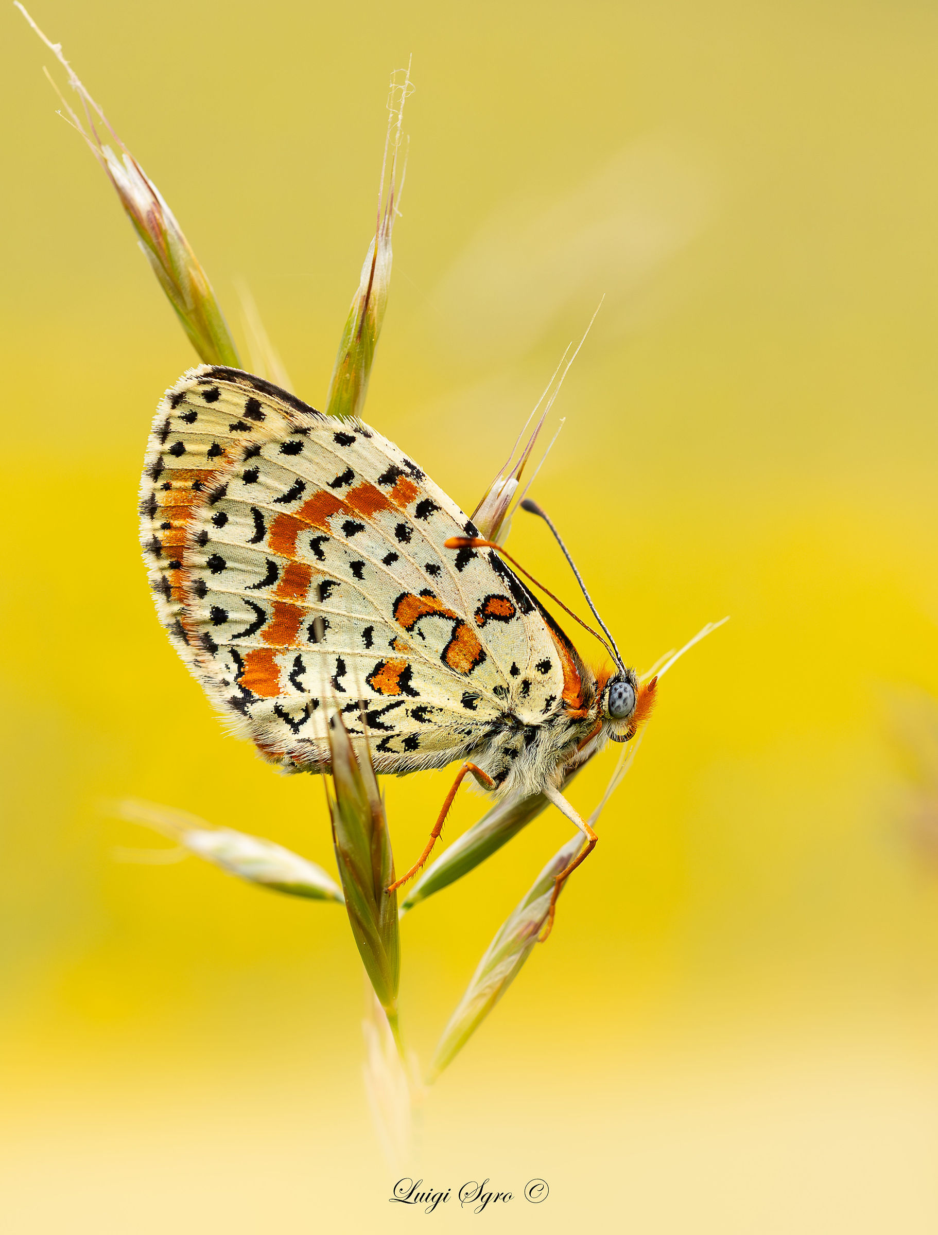 Melitae didyma