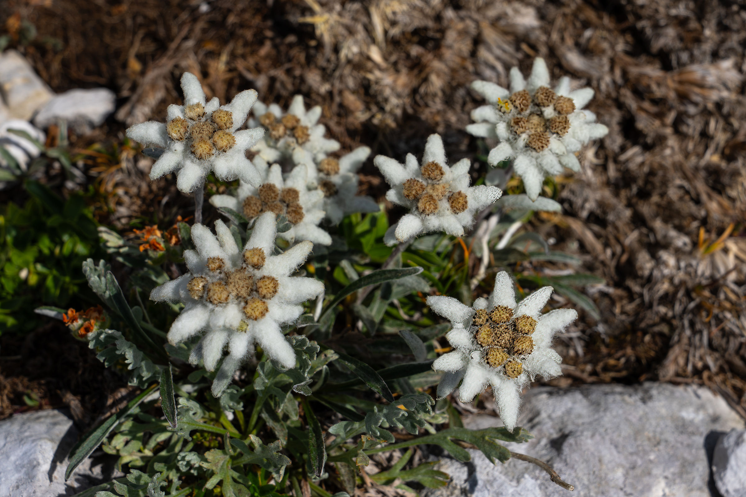 Edelweiss