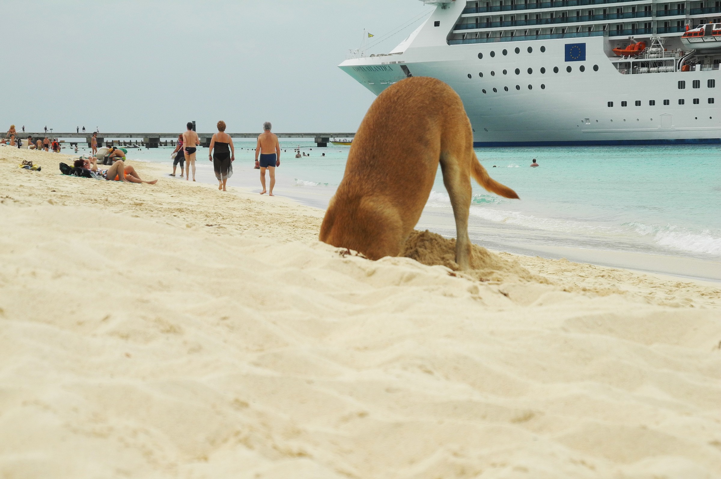 Ostrich ..... or dog