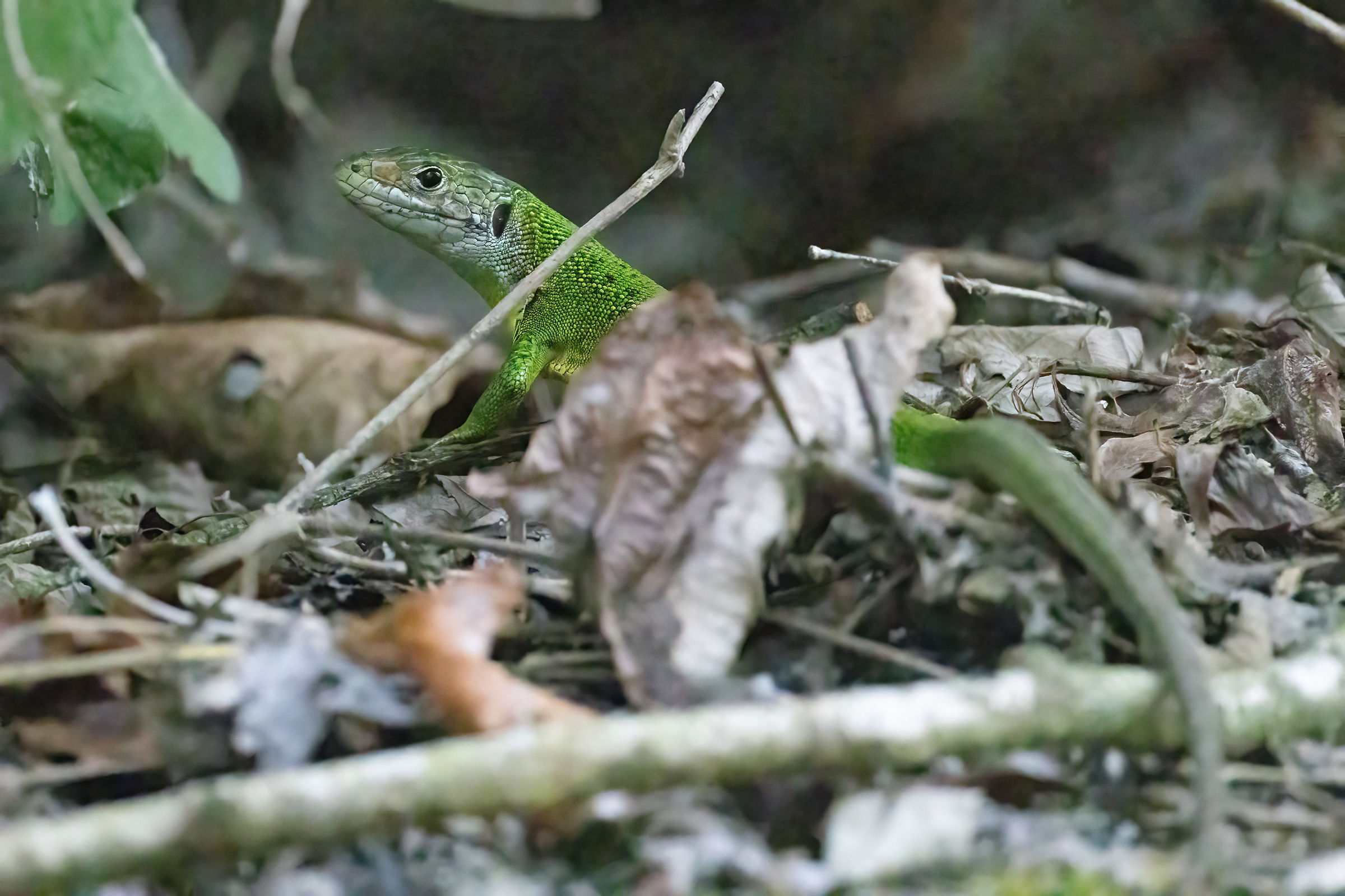 Green Lizard at ISO 51200