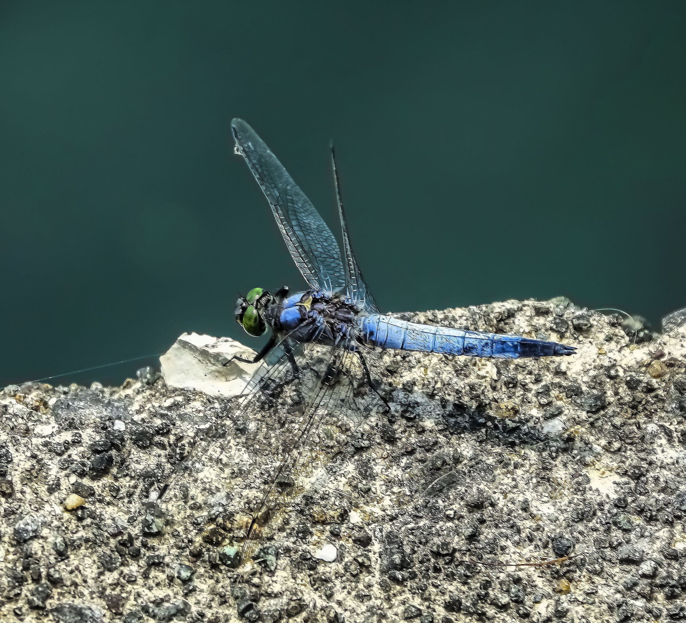 Dragonfly still, II