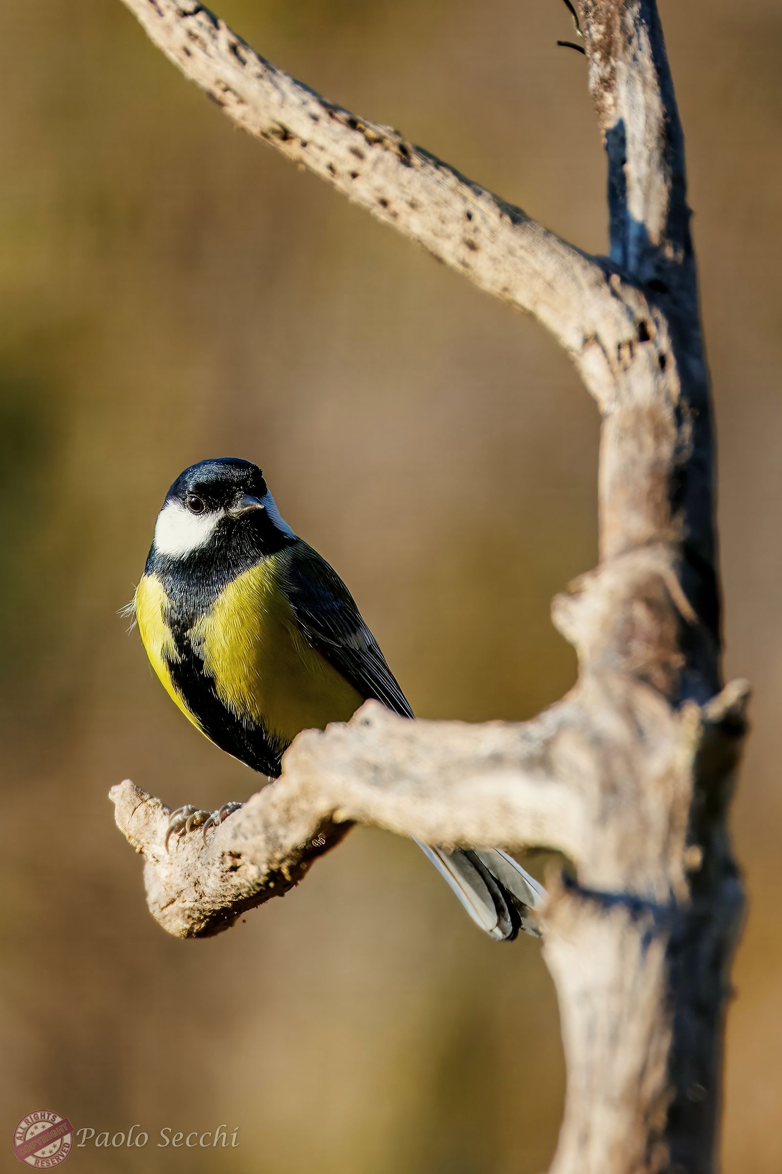 Great tit portrait