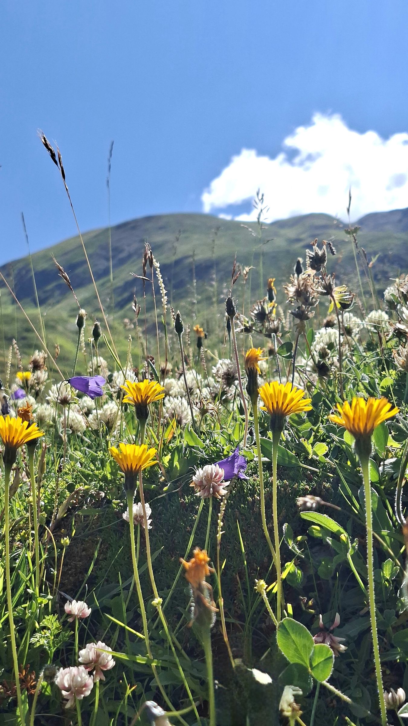 Fiori di montagne