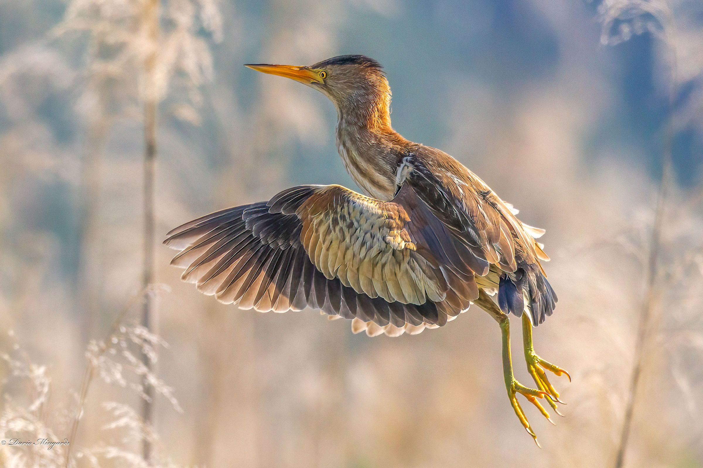 Ixobrychus minutus Tarabusina in arrivo sul canneto