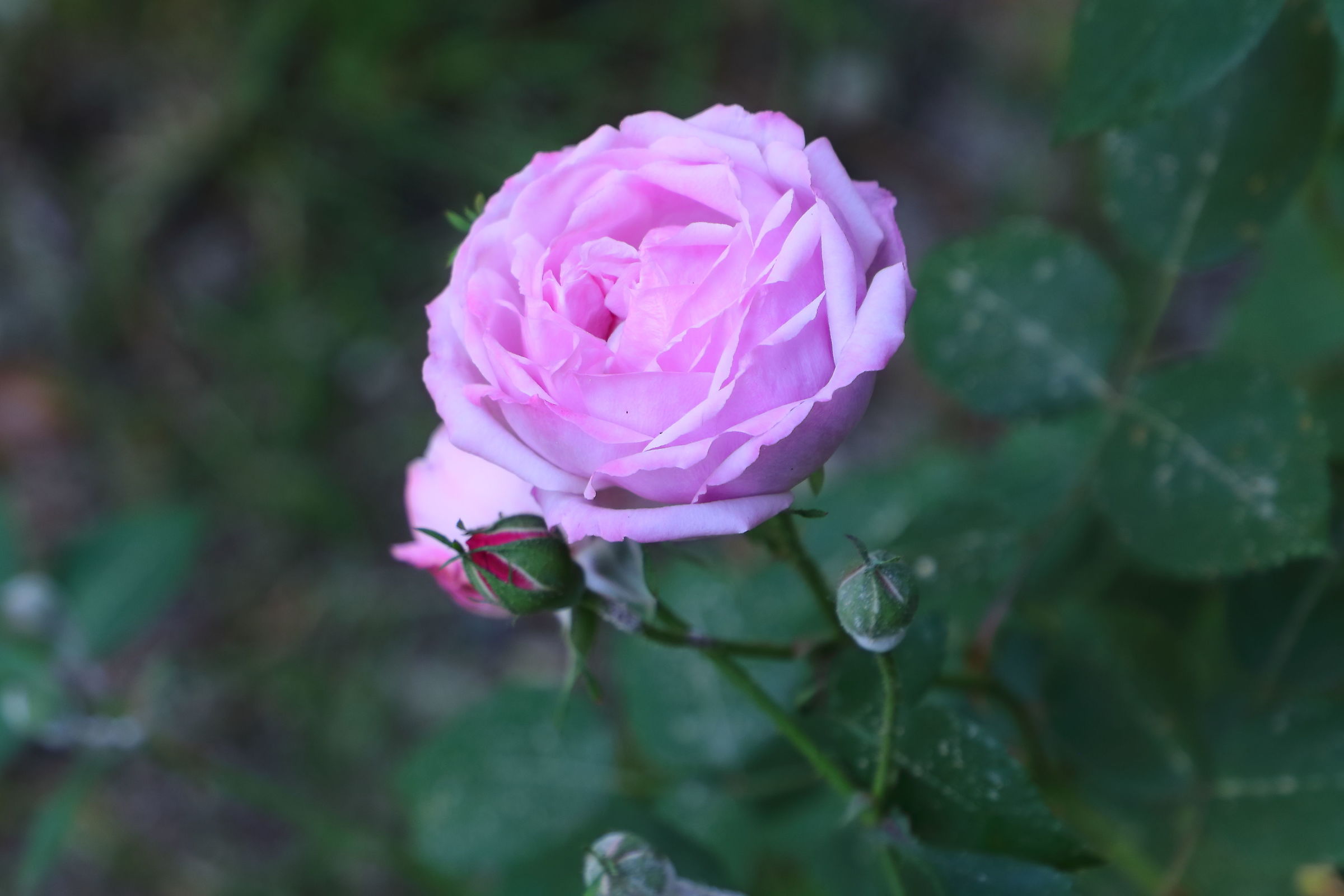 Reine Victoria 20 aprile 2026