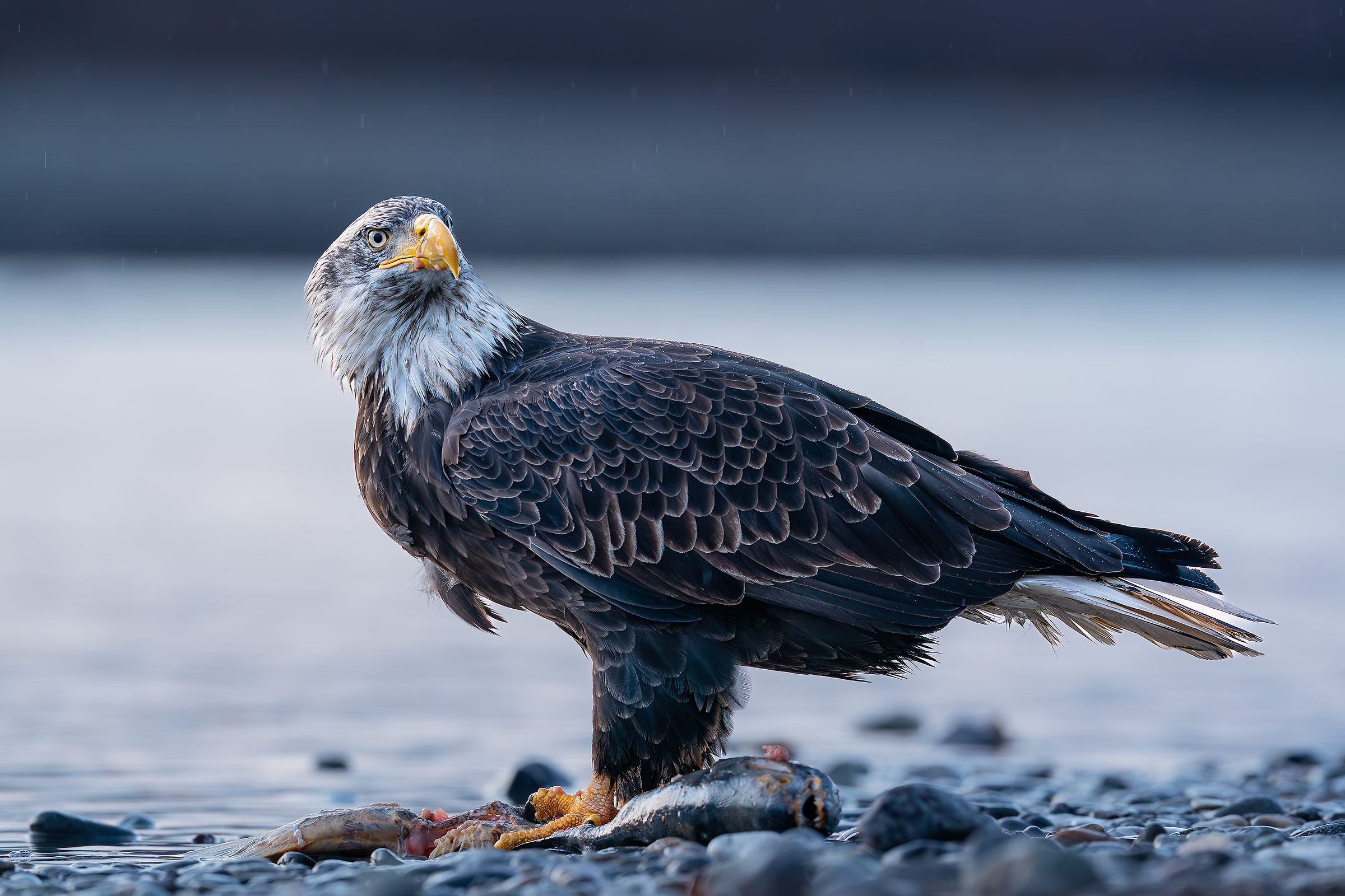 Bald eagle e preda (quel che rimane)