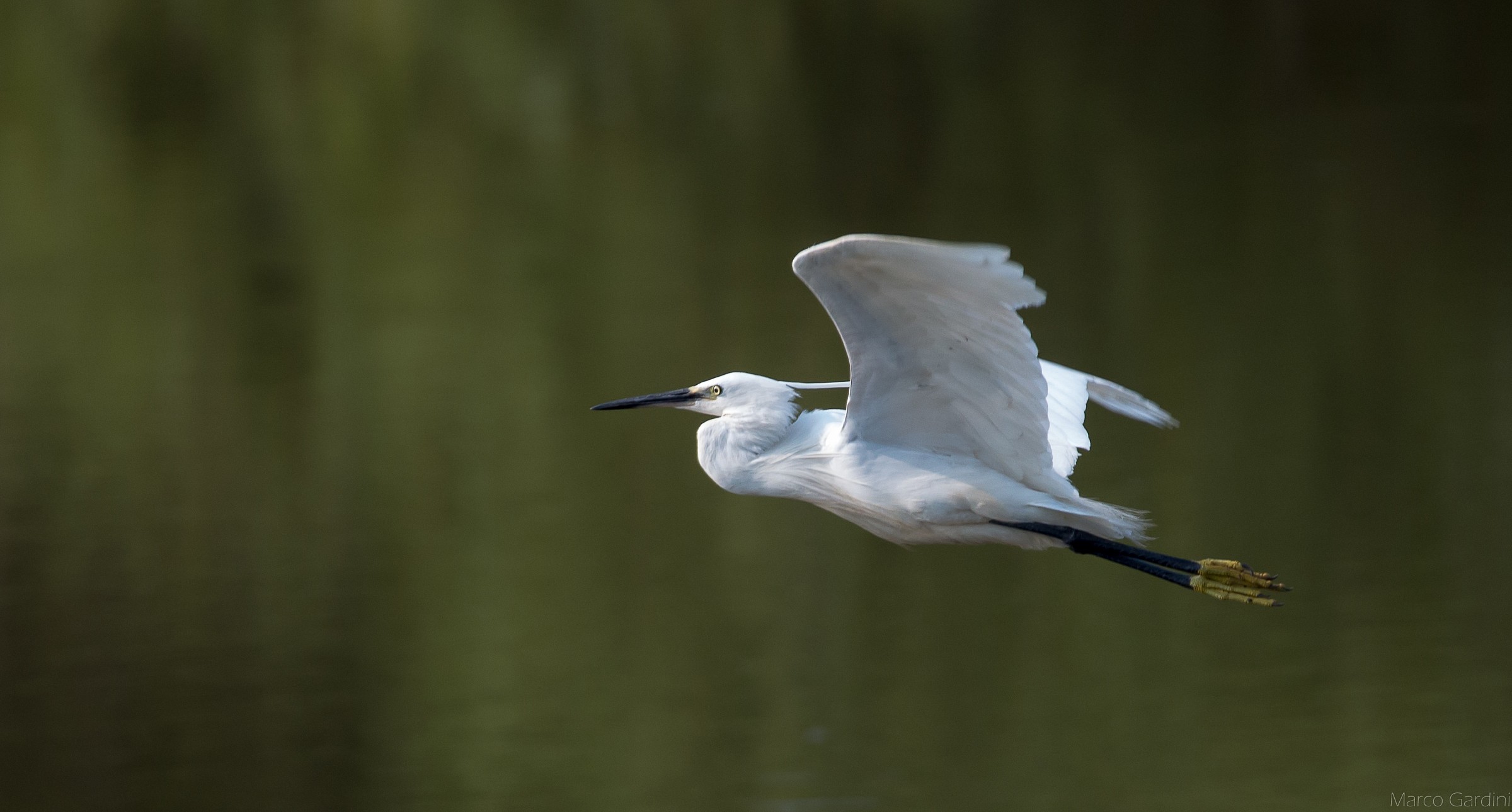 Egret in flight