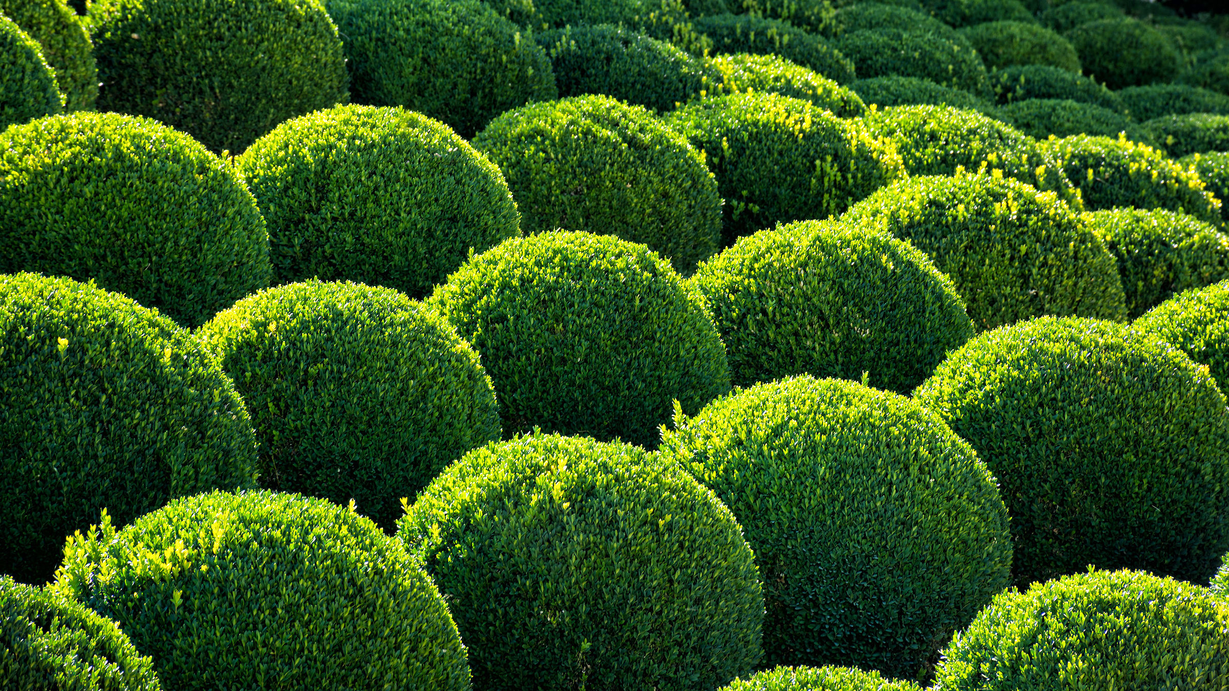 Special bushes