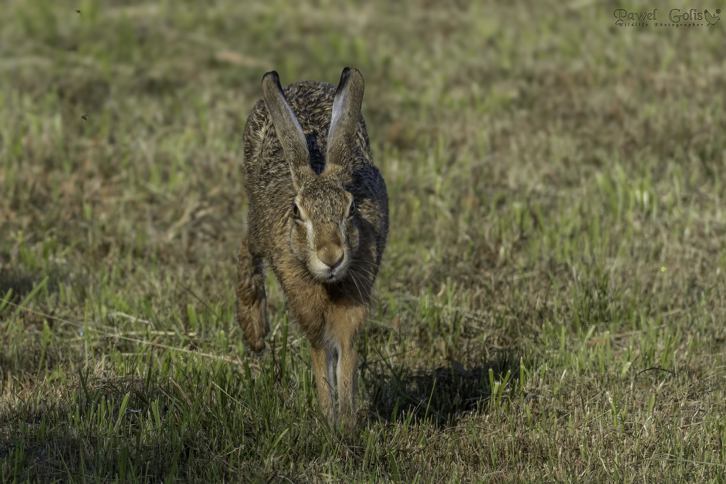 European hare (Lepus europaeus)