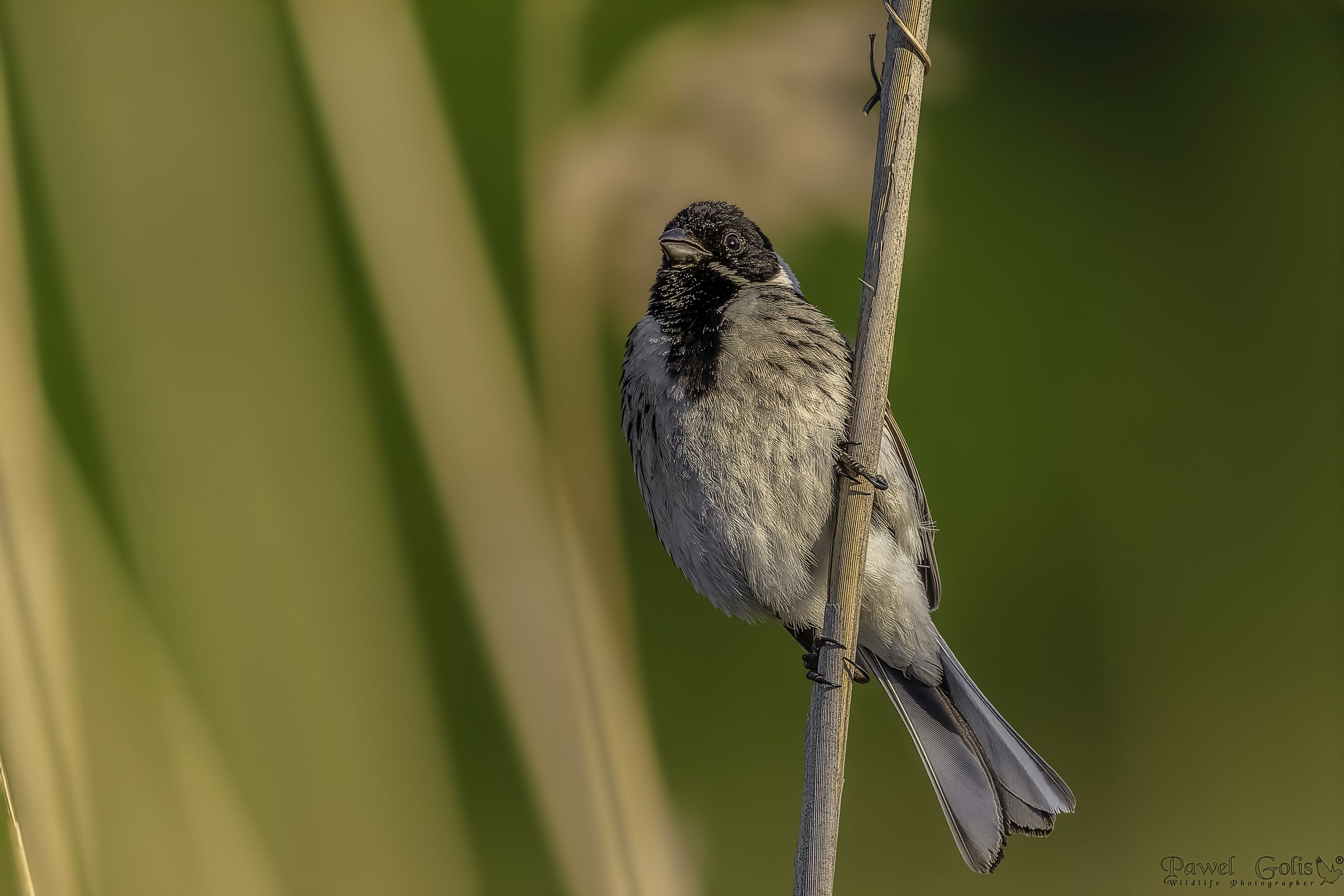 Common reed bunting (Emberiza schoeniclus)
