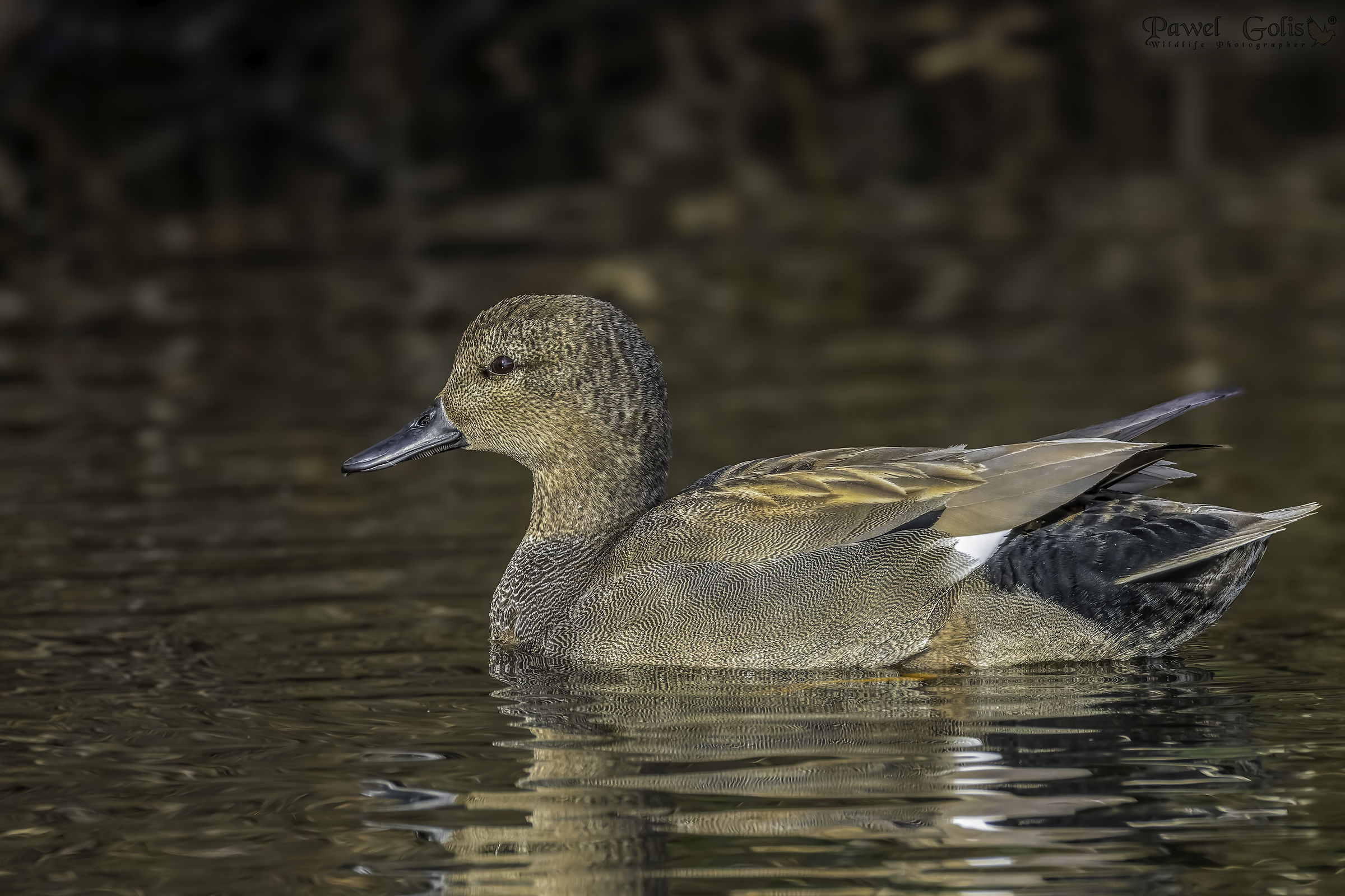 Gadwall (Mareca strepera)