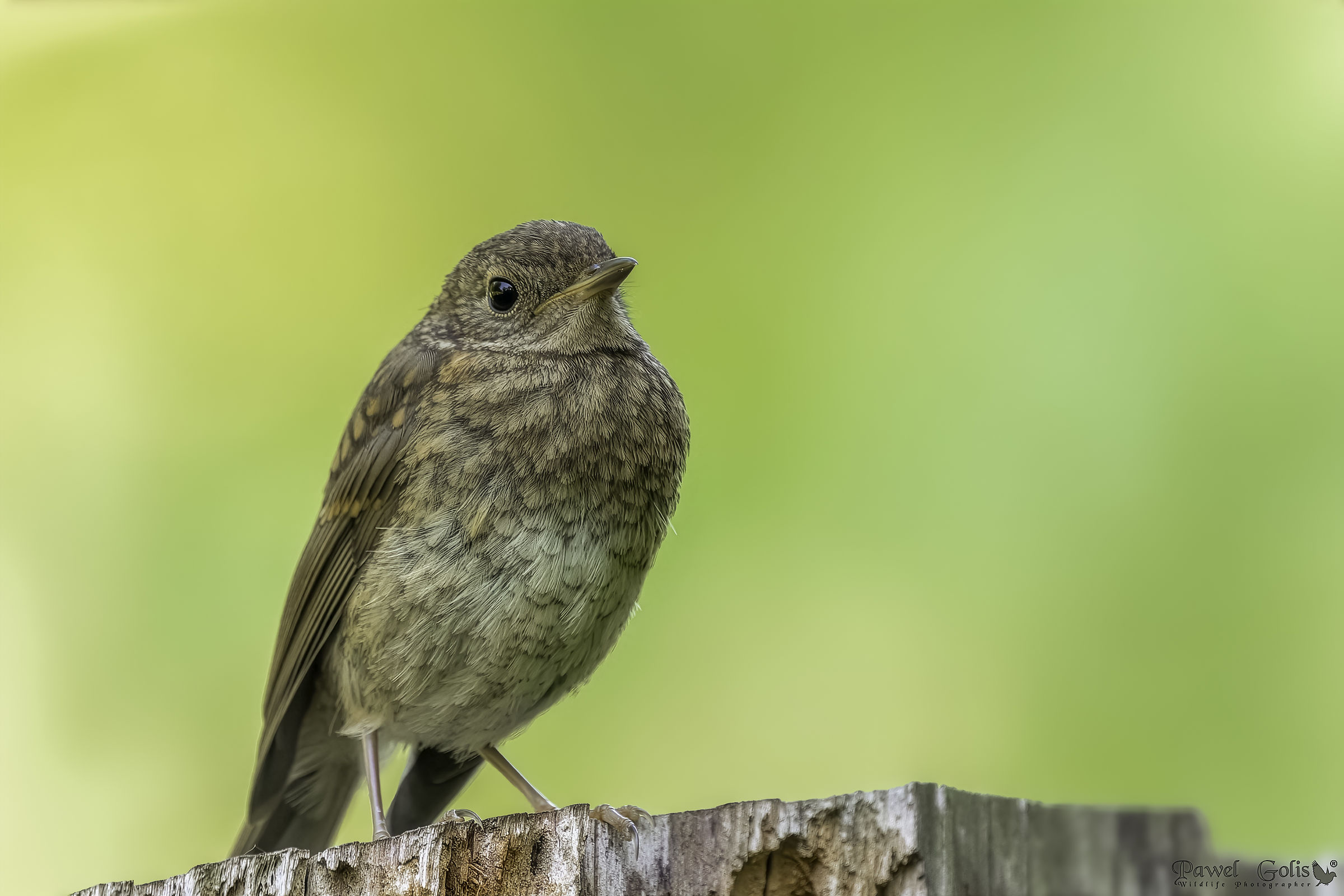 European robin (Erithacus rubecula)