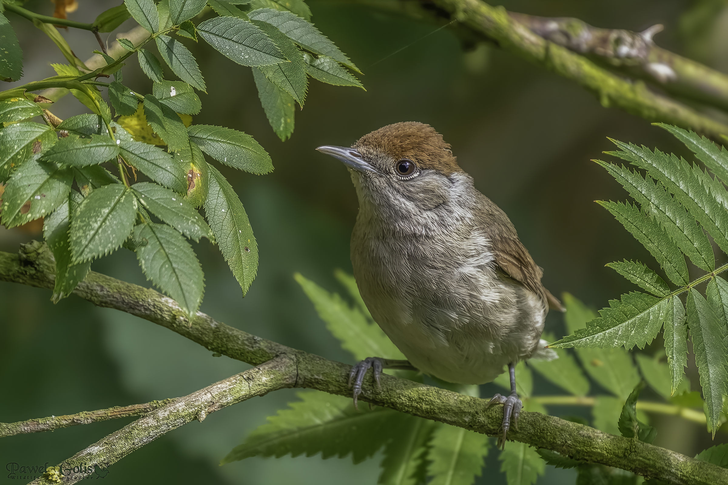 Eurasian blackcap (Sylvia atricapilla)