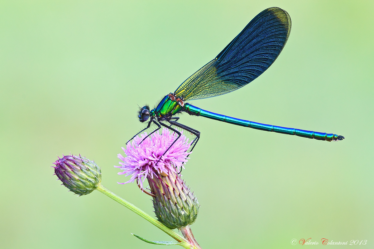 Calopteryx splendens